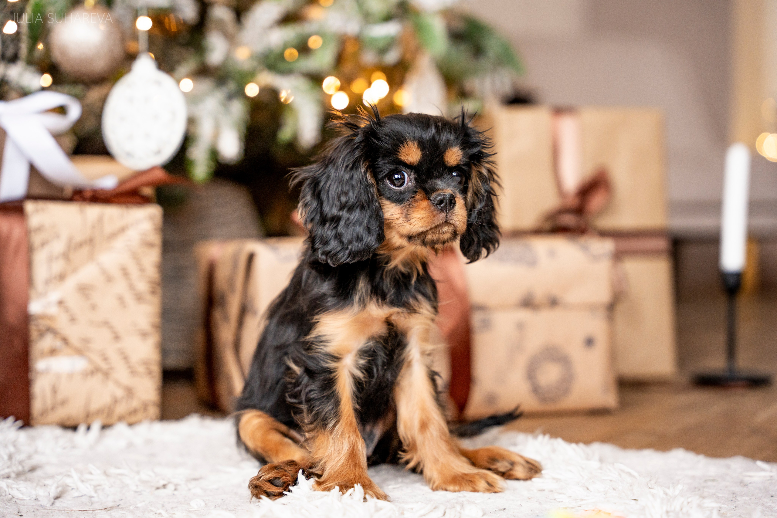 Щенки Кавалер кинг-чарльз-спаниель (Новый год). Главная
