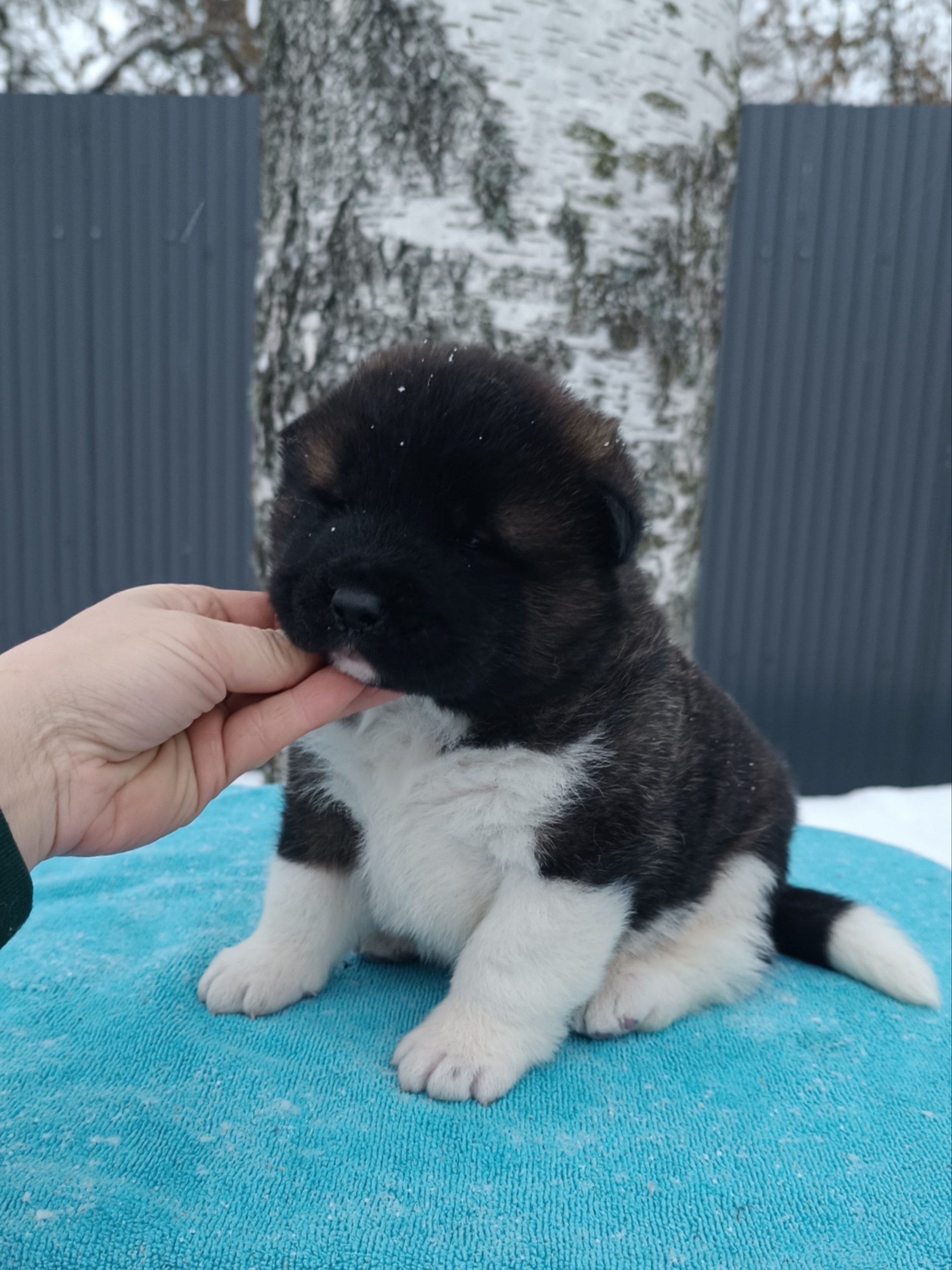 Американская акита  щенки питомник Санкт-Петербург клубные щенки Американская акита питомник RUBYLIGHT Рубилайт купить щенка американской акиты