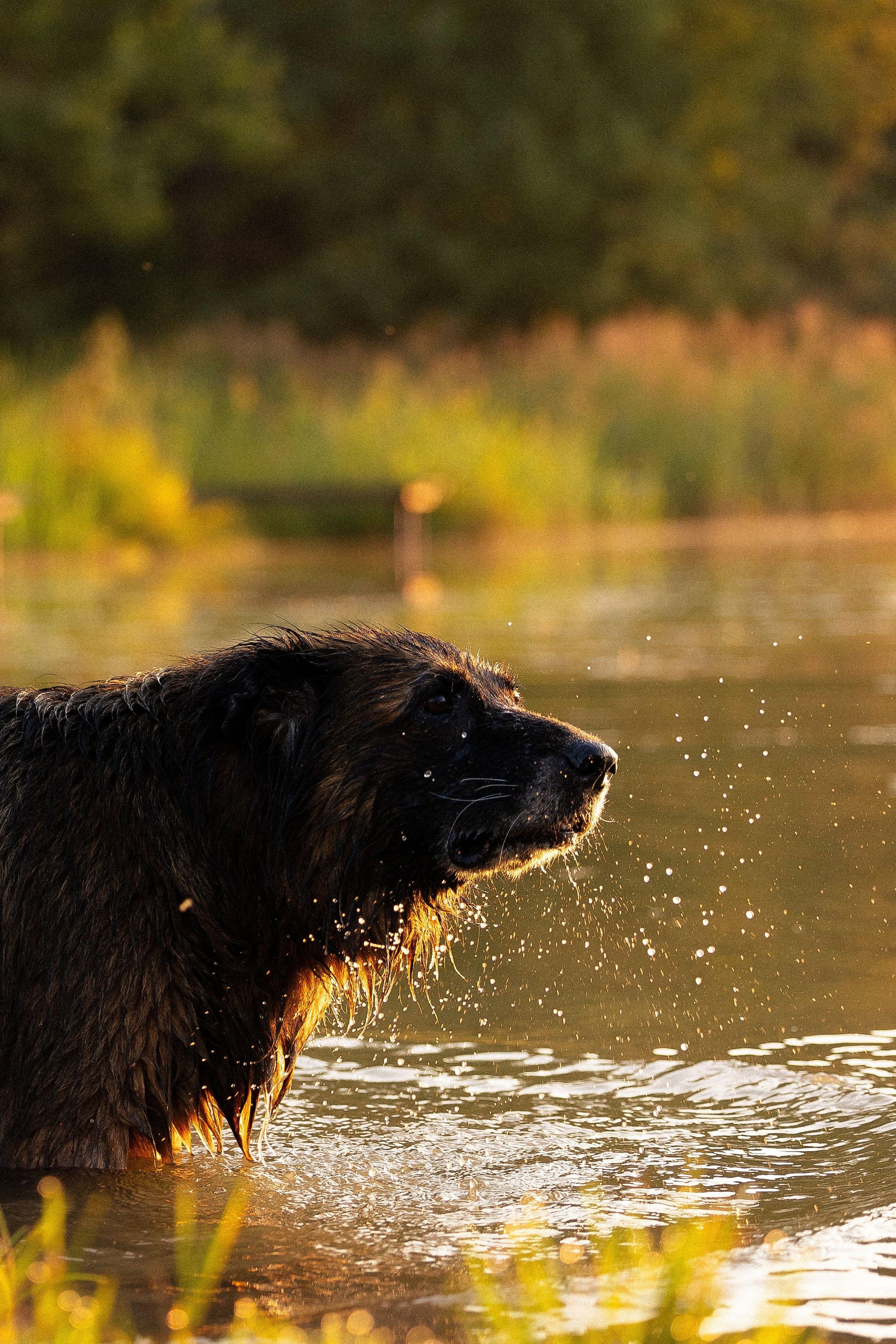 Алена, Матвей, Фанни и Фрея. Фотограф и видеограф анималист Аганина Дарья