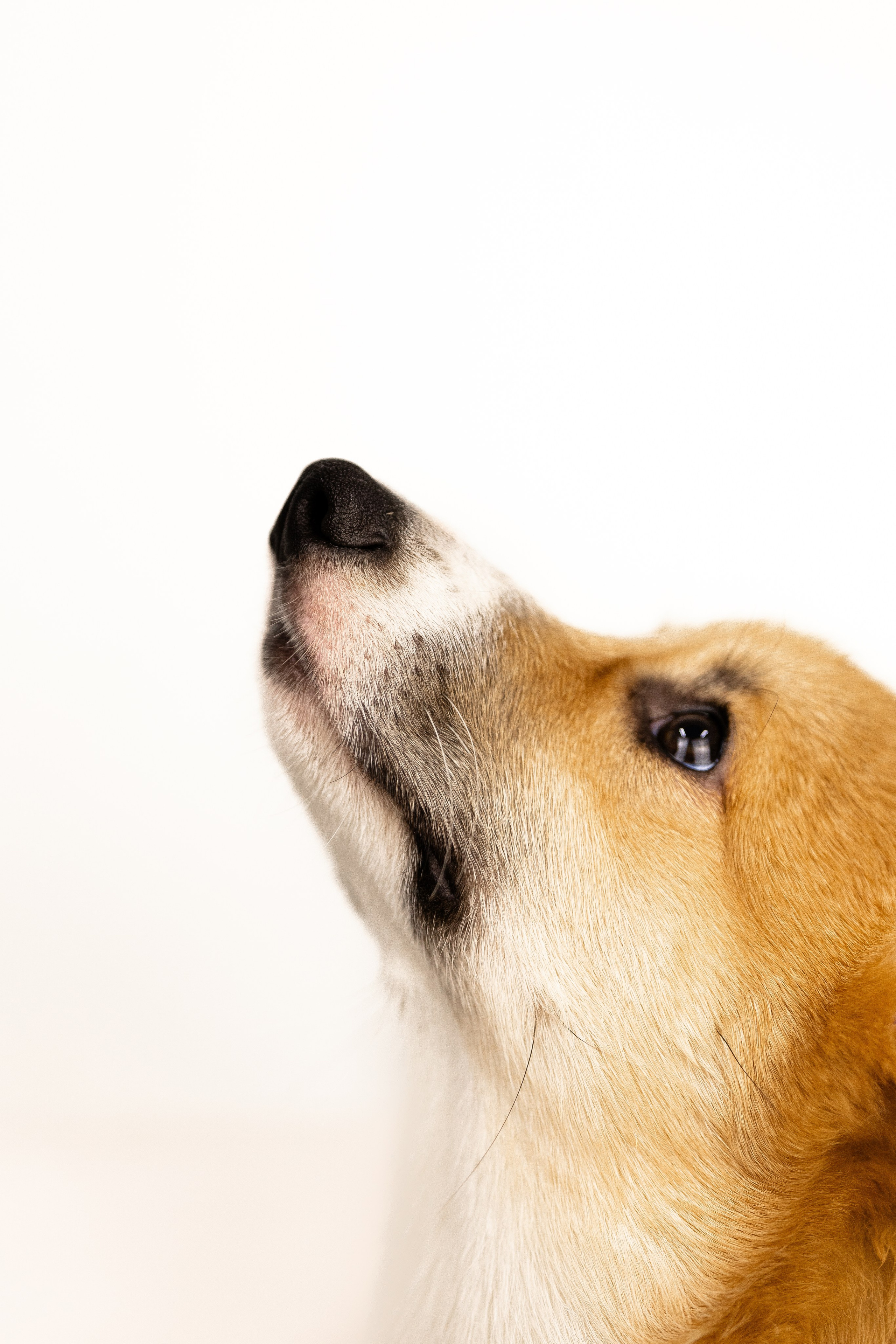 Корги. Фотограф и видеограф анималист Аганина Дарья