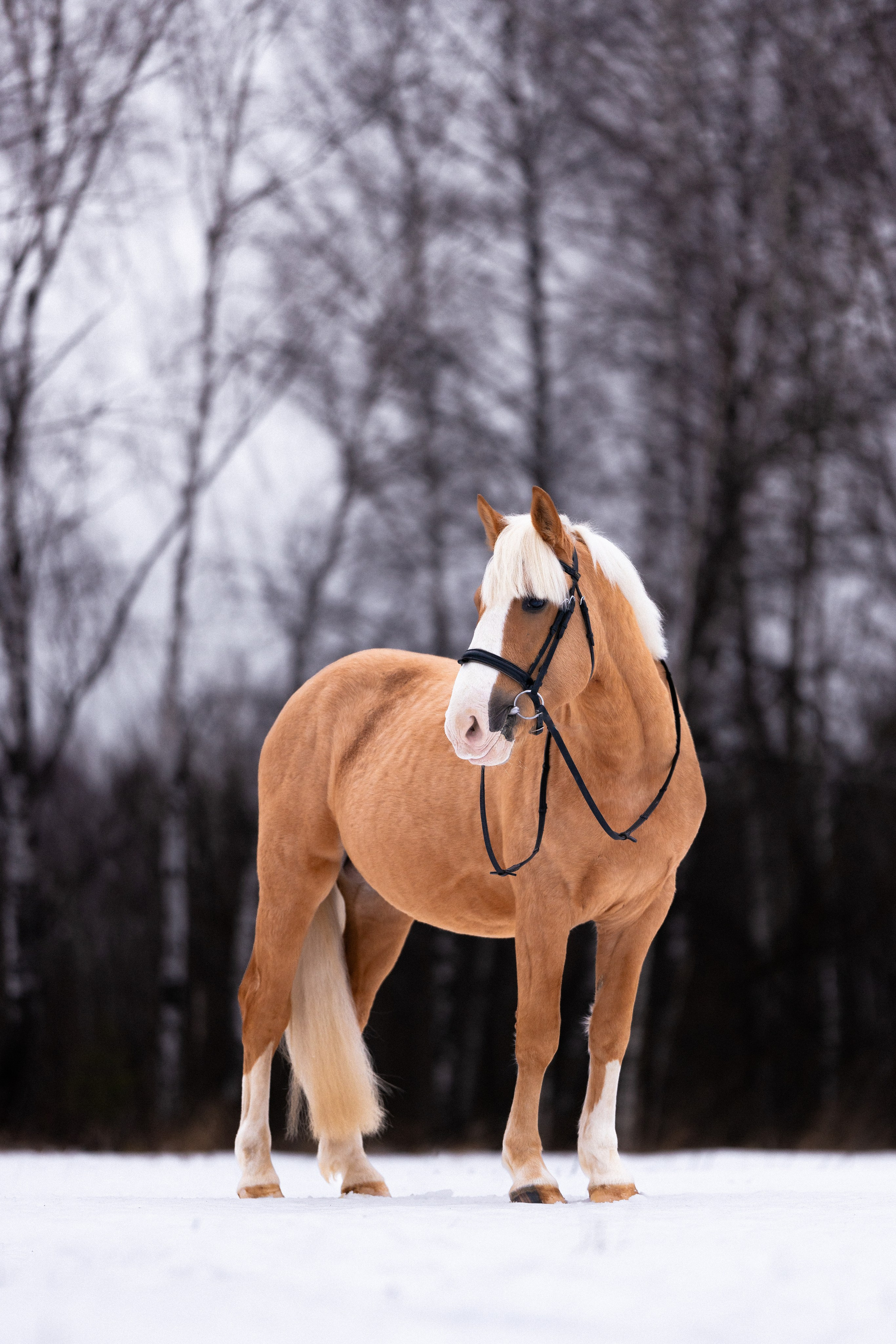 Бейкер. Фотограф и видеограф анималист Аганина Дарья