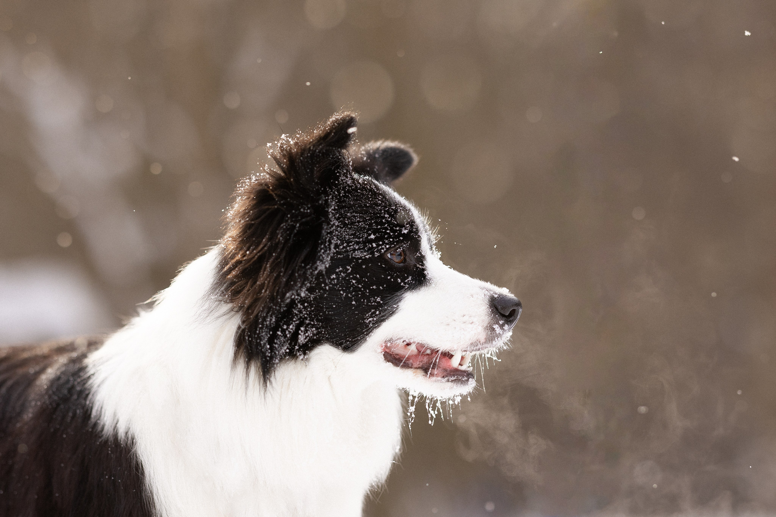 Лилия, Алексей и Ариана. Фотограф и видеограф анималист Аганина Дарья