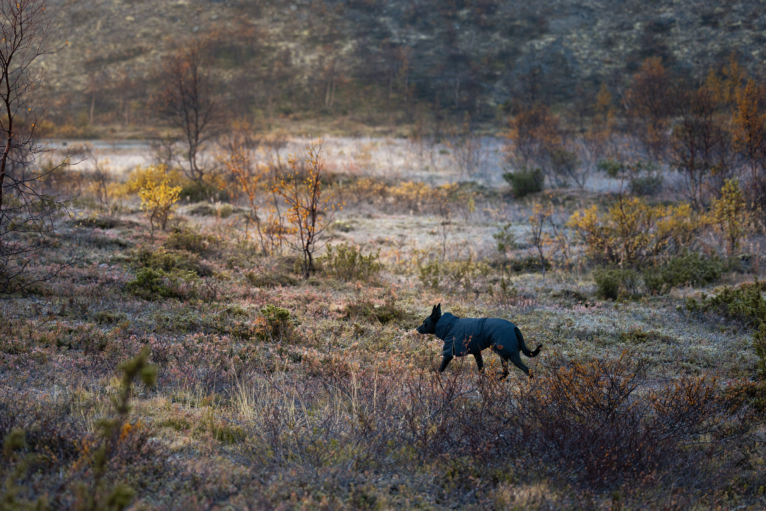 Кольский. Фотограф и видеограф анималист Аганина Дарья