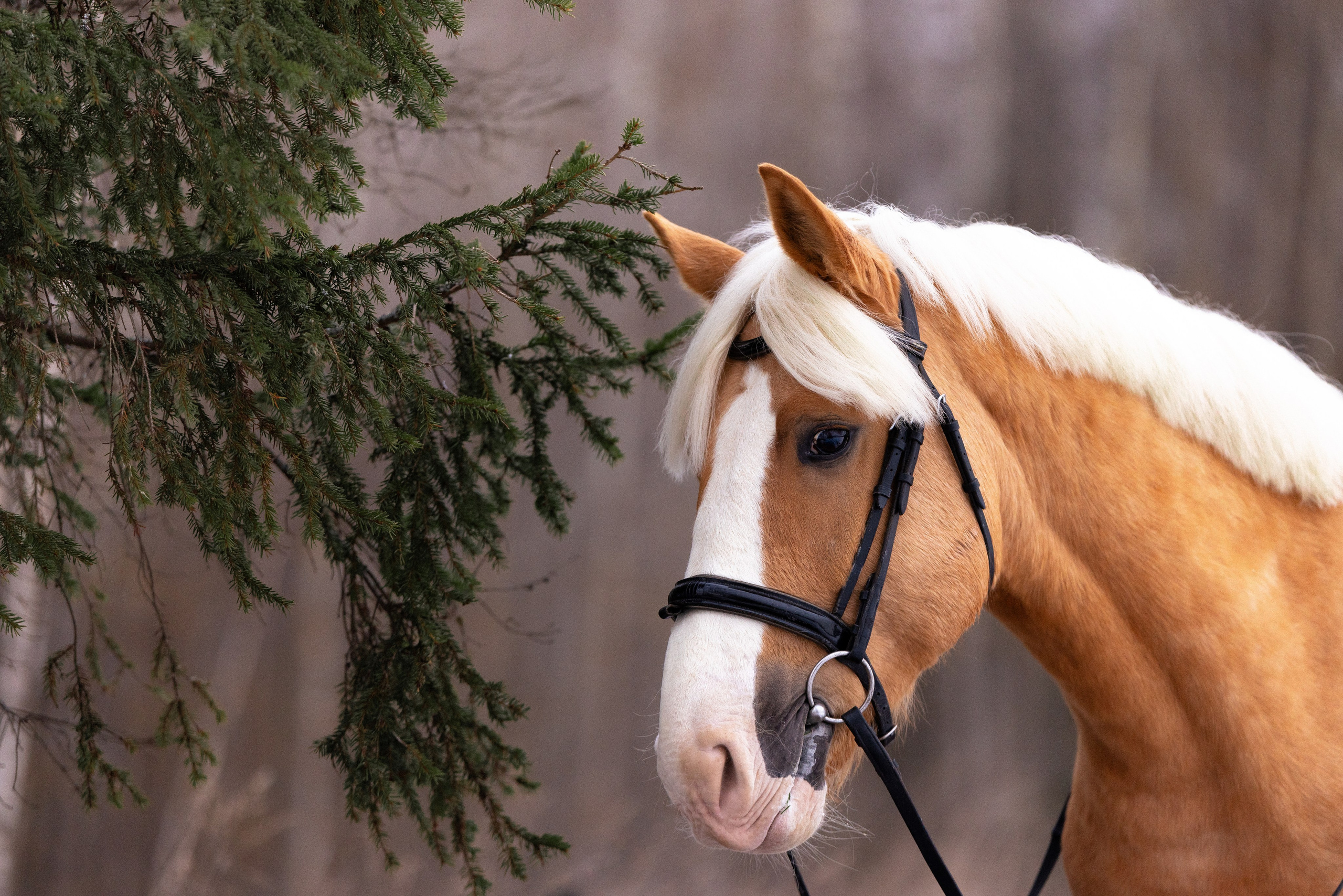 Бейкер. Фотограф и видеограф анималист Аганина Дарья