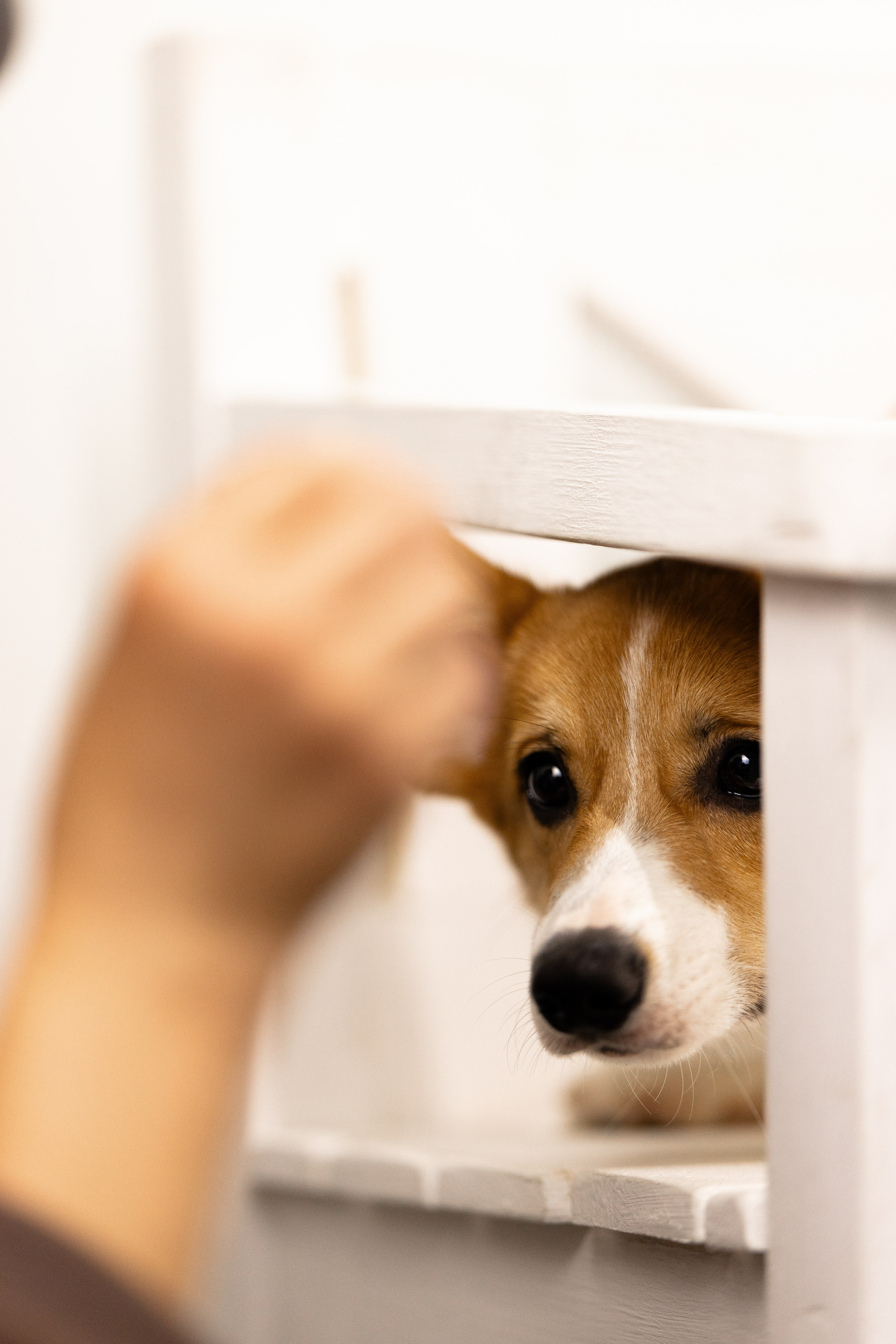 Корги. Фотограф и видеограф анималист Аганина Дарья