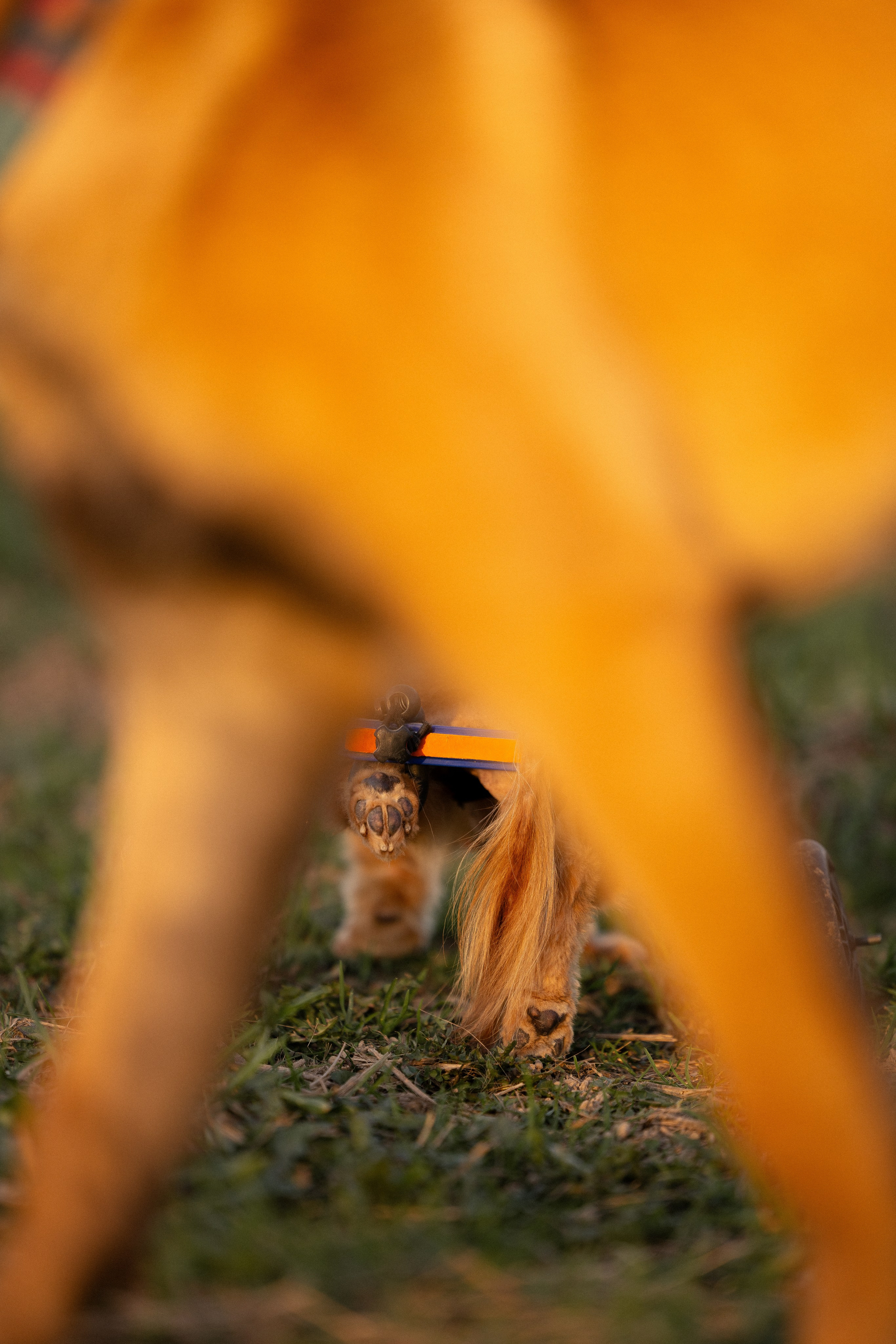 Разношерстная компания. Фотограф и видеограф анималист Аганина Дарья