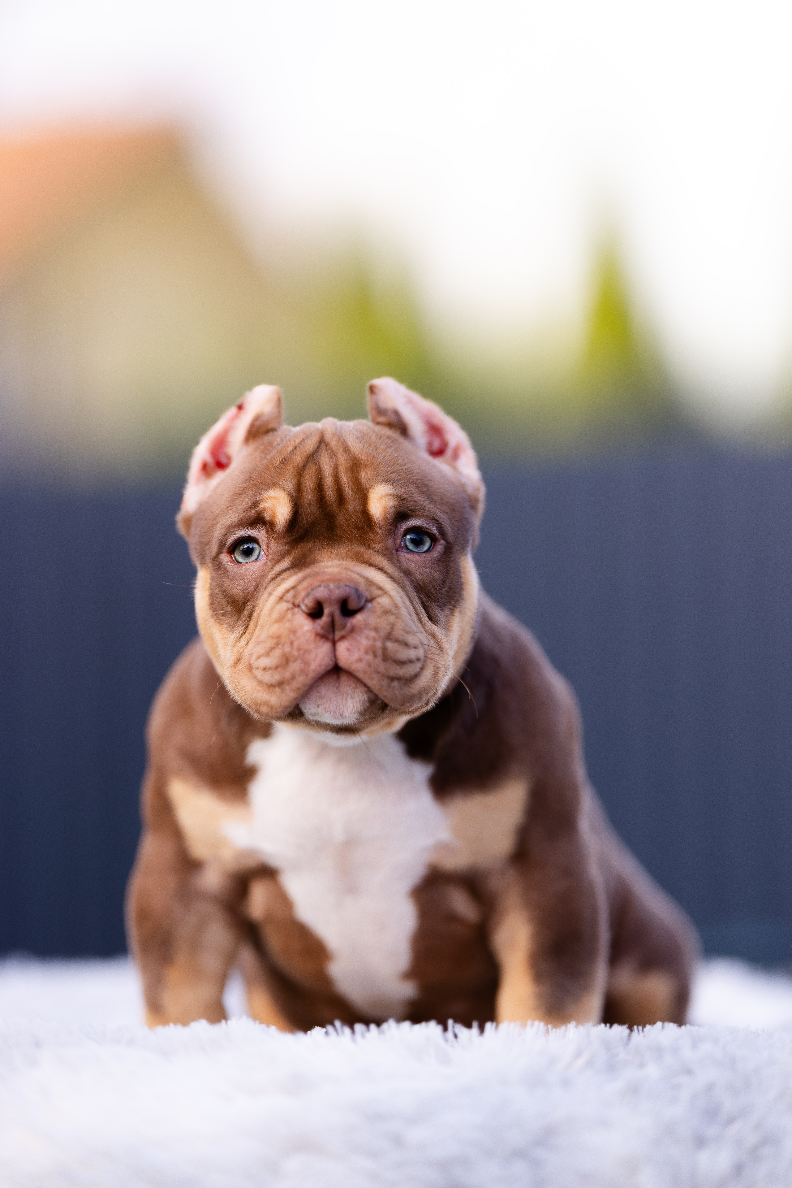 Булли. Фотограф и видеограф анималист Аганина Дарья