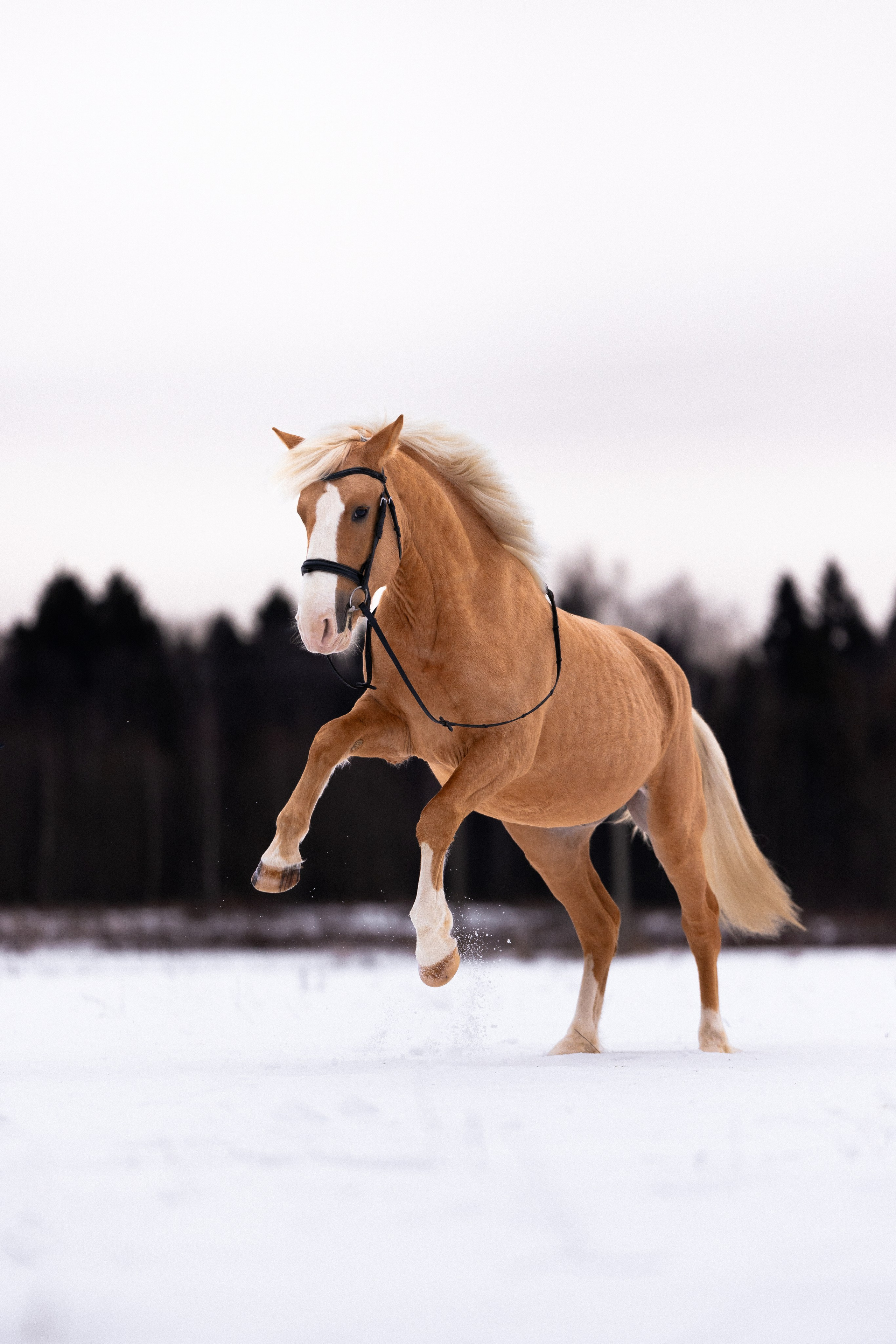 Бейкер. Фотограф и видеограф анималист Аганина Дарья