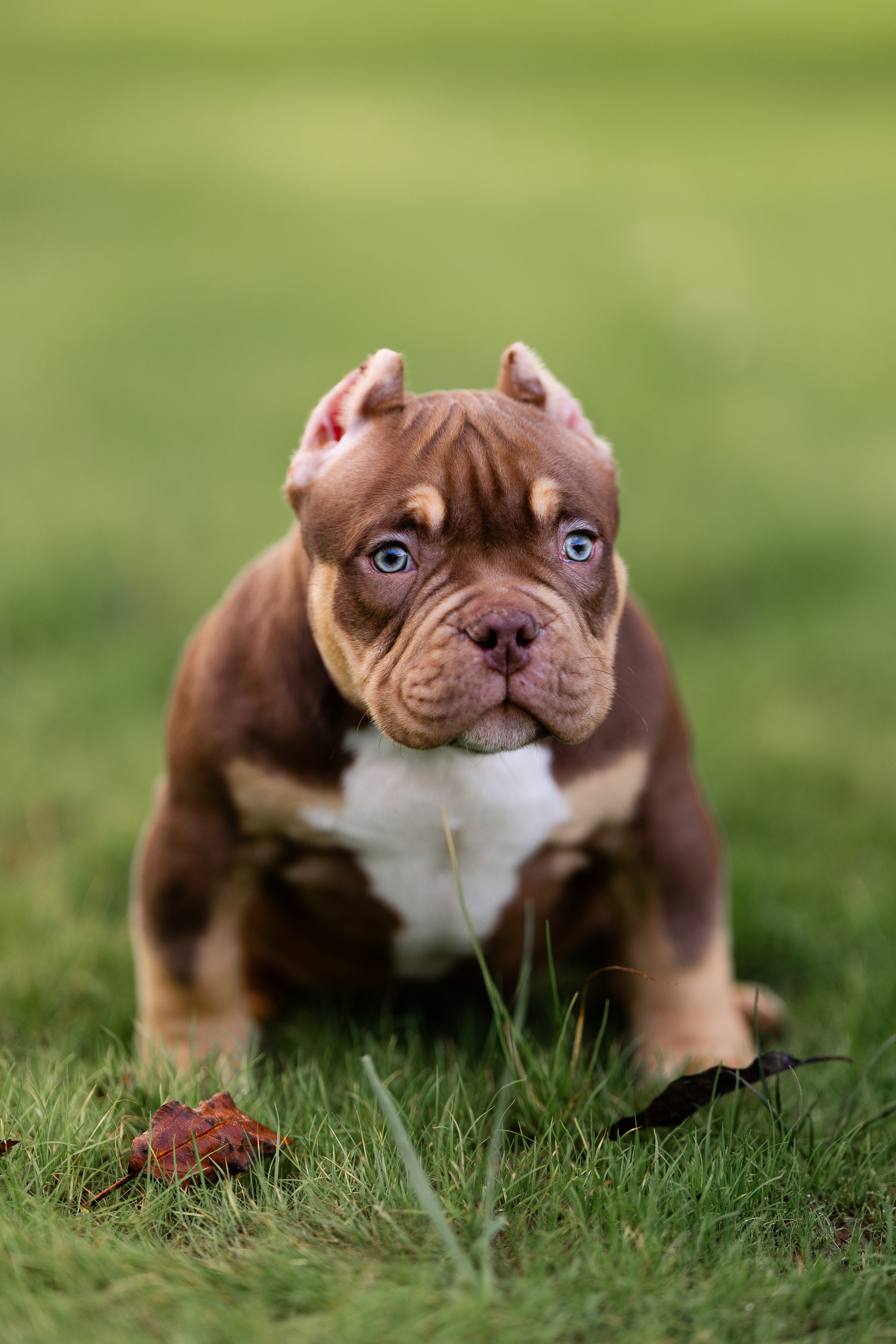 Булли. Фотограф и видеограф анималист Аганина Дарья