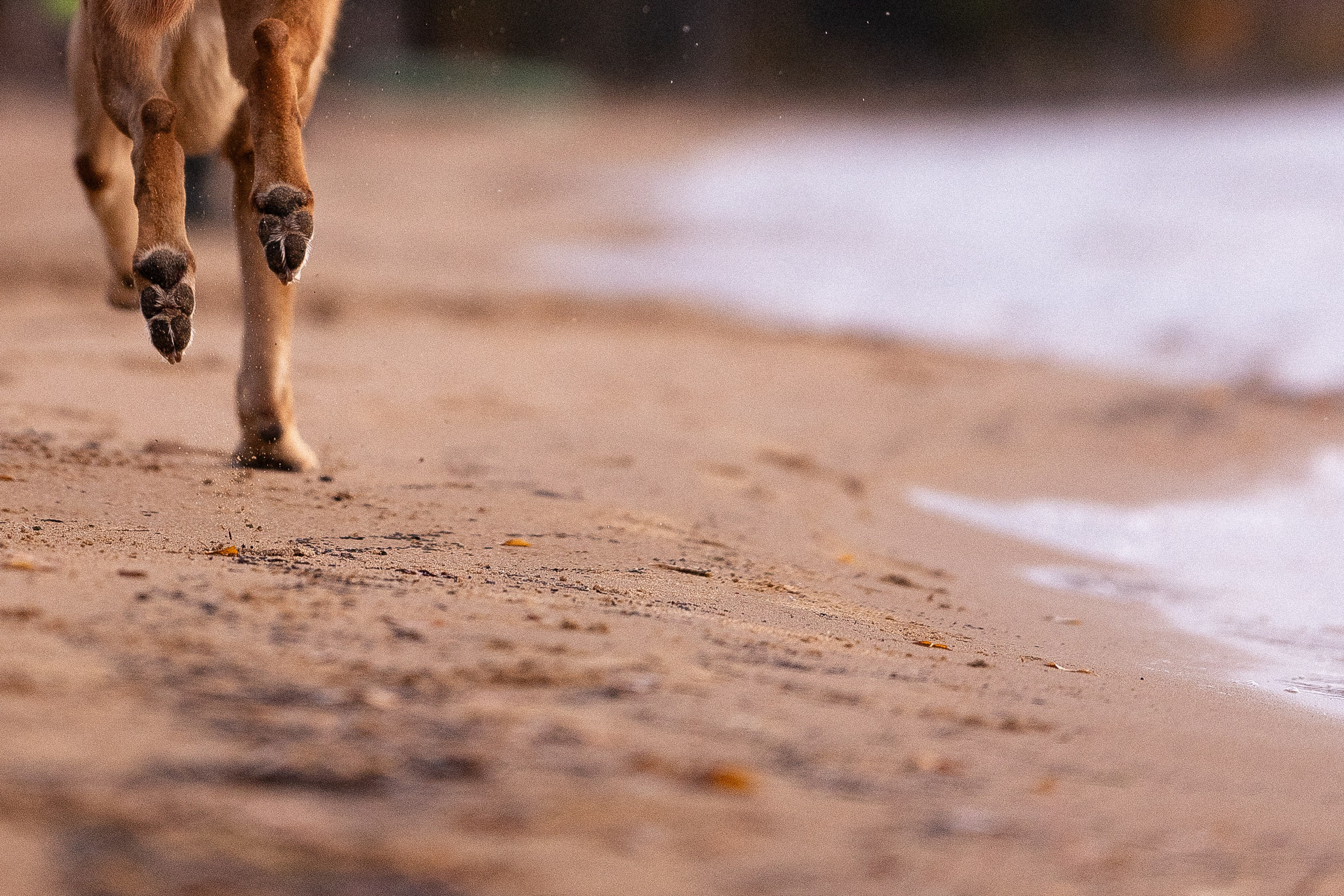 Karelia. Фотограф и видеограф анималист Аганина Дарья