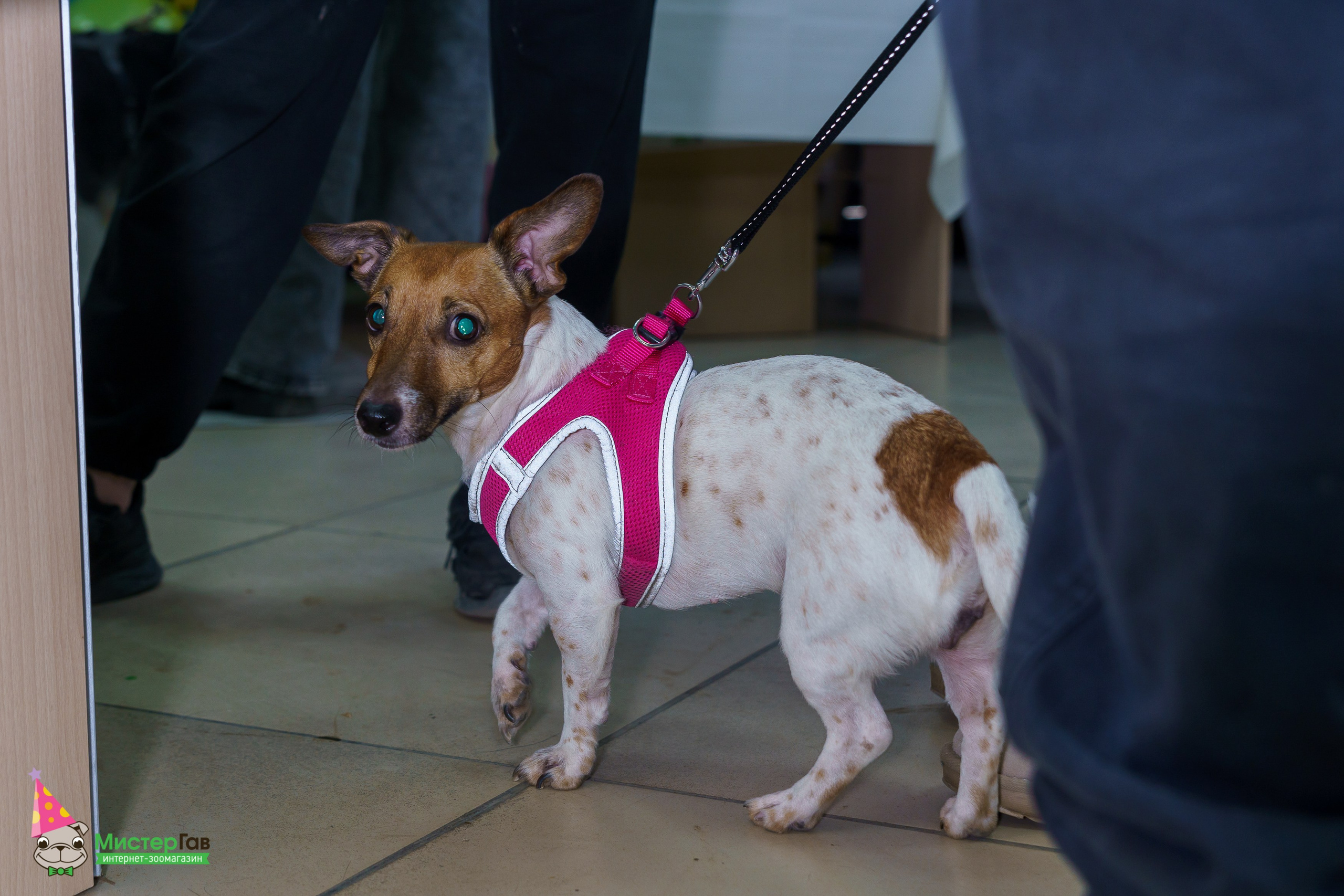 С животными. Фотограф Челябинск · Ольга Серебрякова