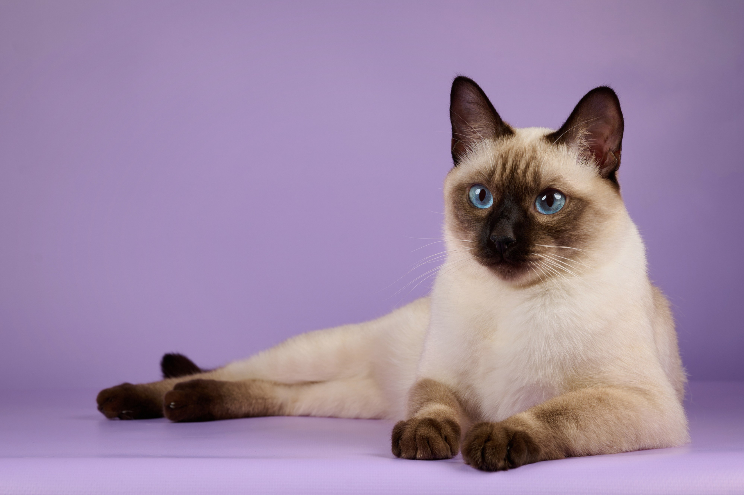 Котята в домашней студии. Фотограф анималист в Казани Алина Сулейманова. Фотограф животных