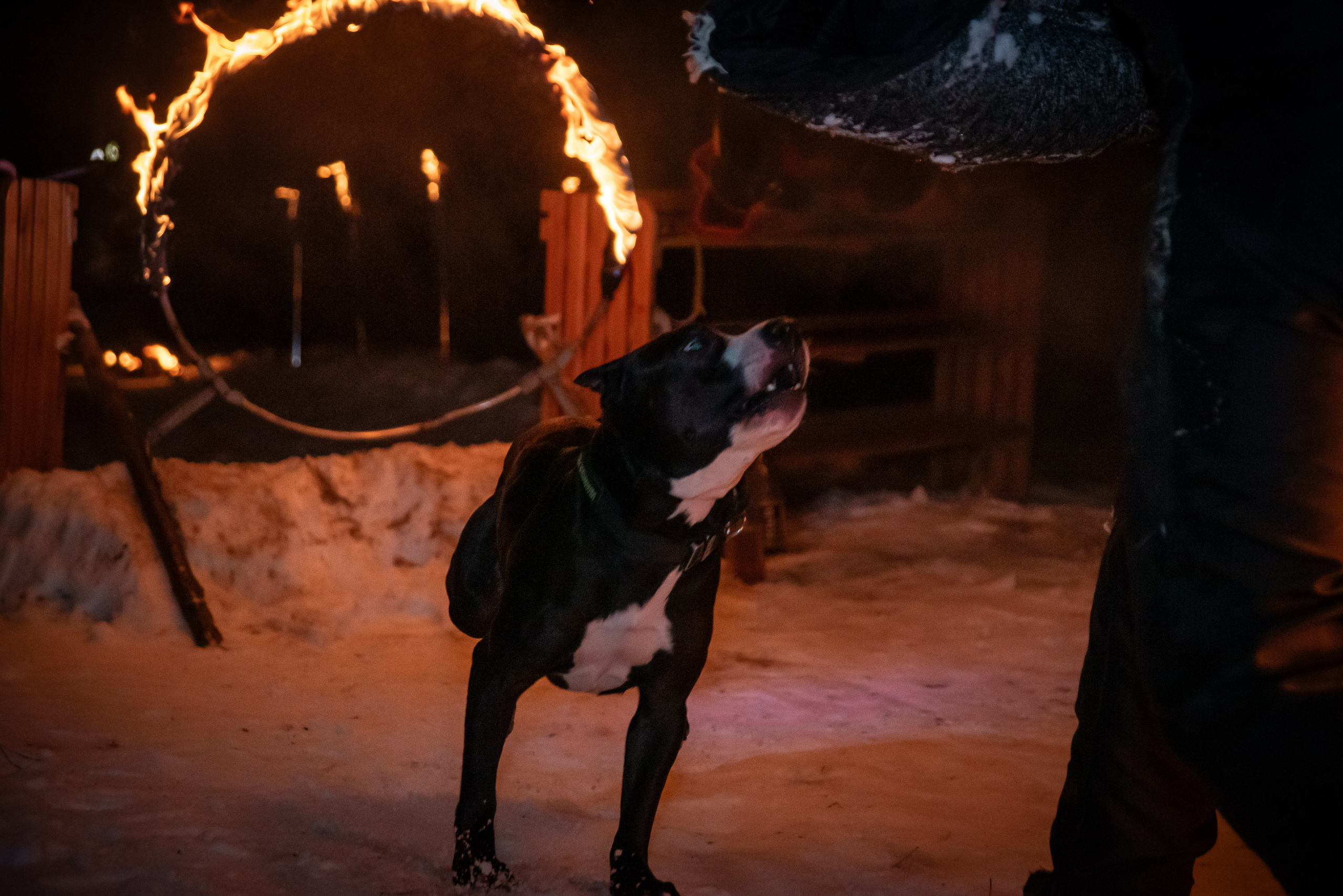 Фотосъёмка с собаками в Кинологическом лагере. Фотограф Макс Огурцов в Нижнем Новгороде