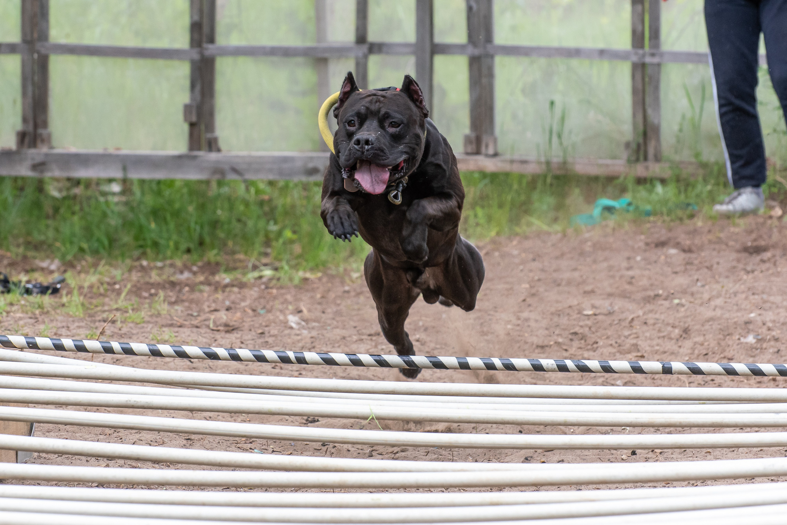 Спортивный фотограф анималист Пит-Стафф многоборье. Фотограф Макс Огурцов в Нижнем Новгороде