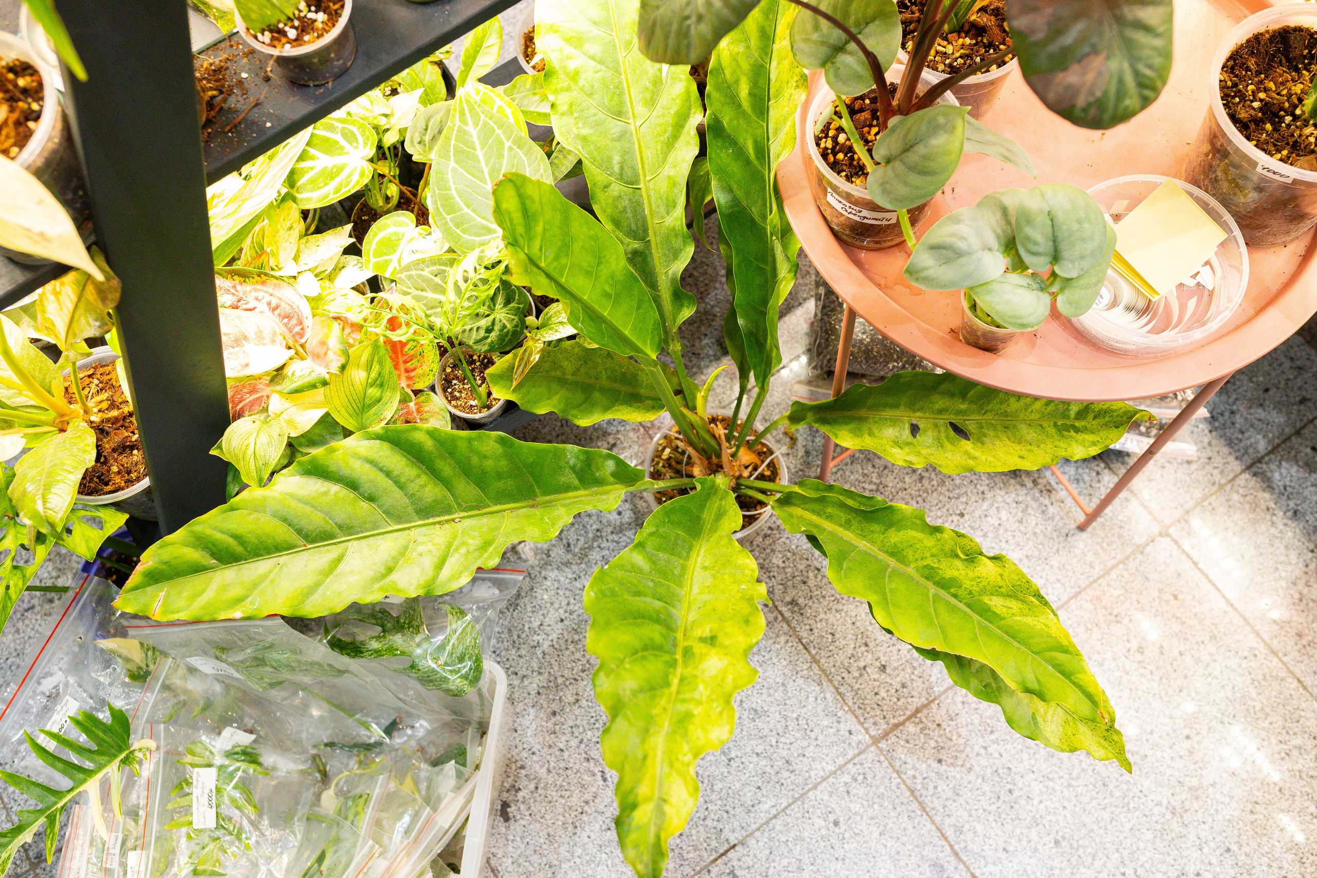 Монстериум 11–12 октября. Александра Куликова фотограф, Москва