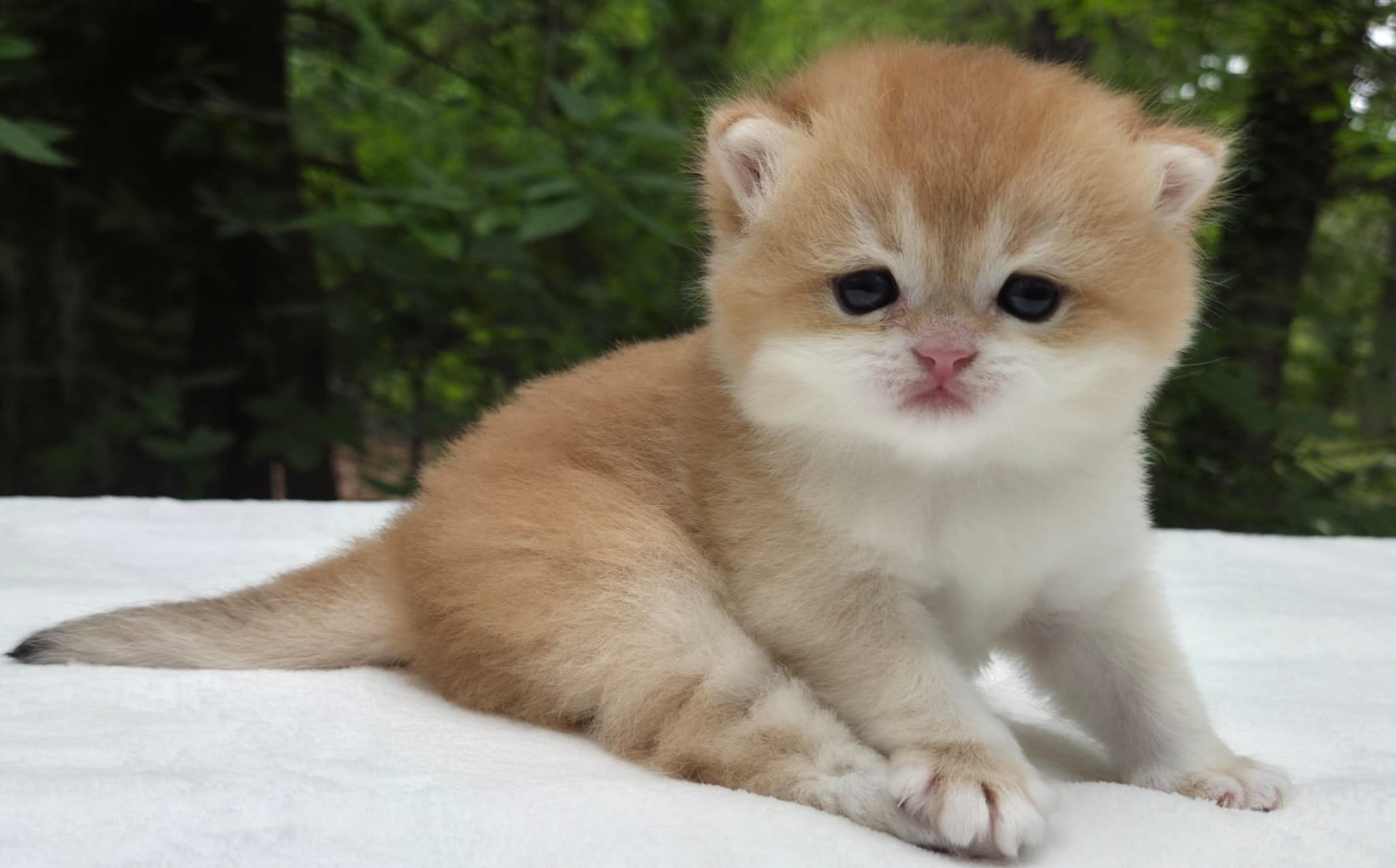 Shady, female, DB-03/25/26. British shorhair Cats