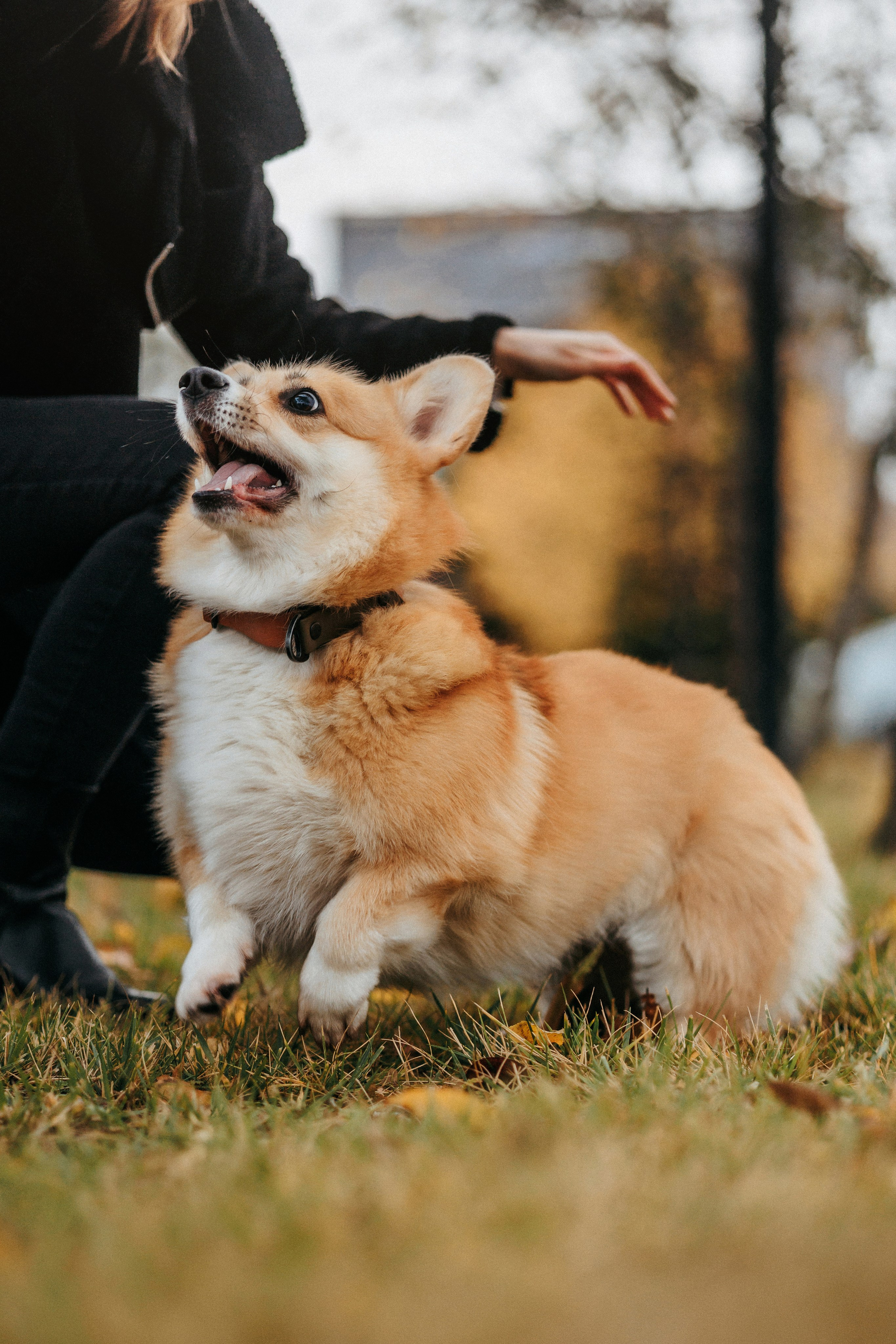 Вера, Саша и Муна. Фотограф-анималист Елена Радченко, Москва