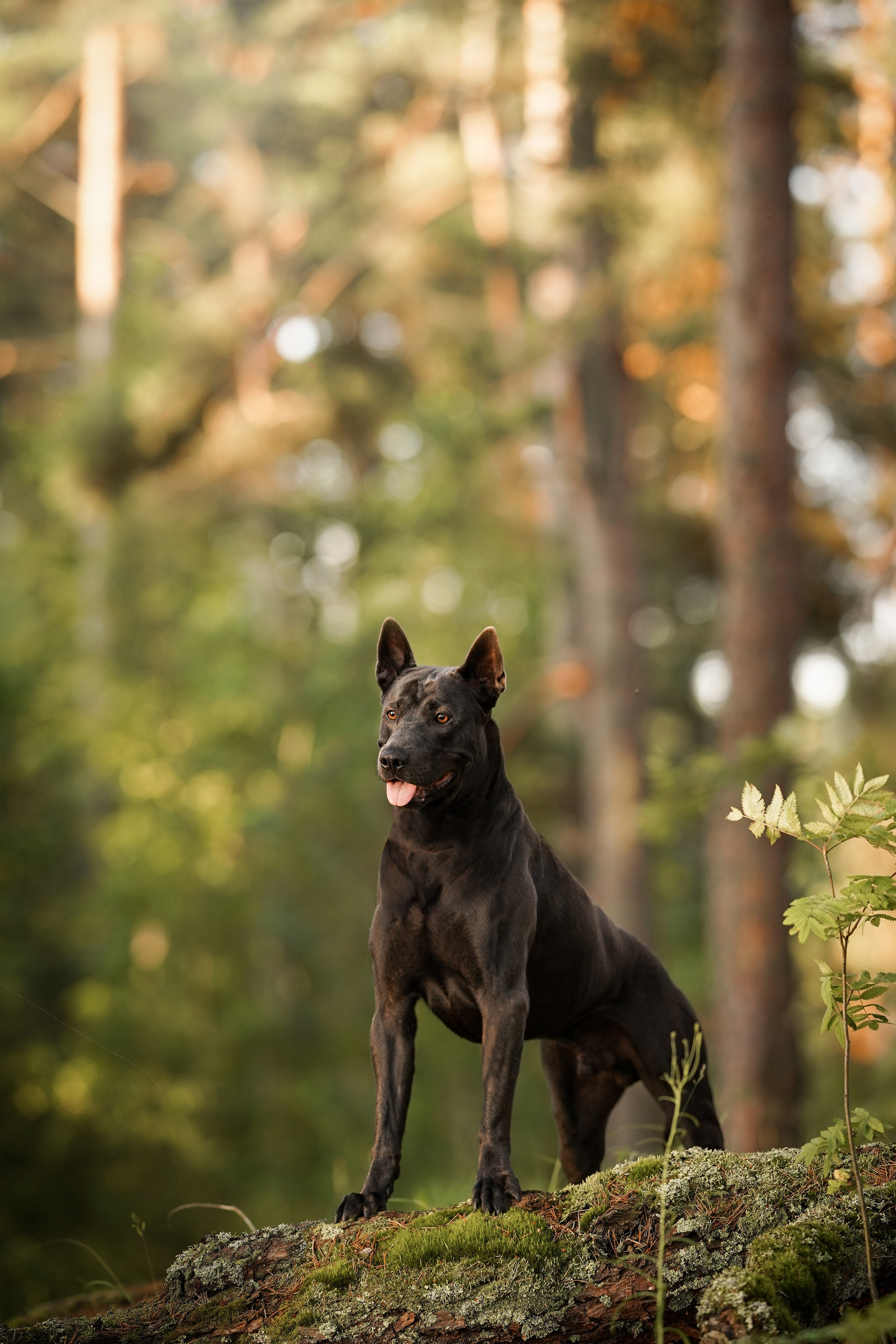 Вероника и Адам. Фотограф-анималист в Санкт-Петербурге Яна Мартынова