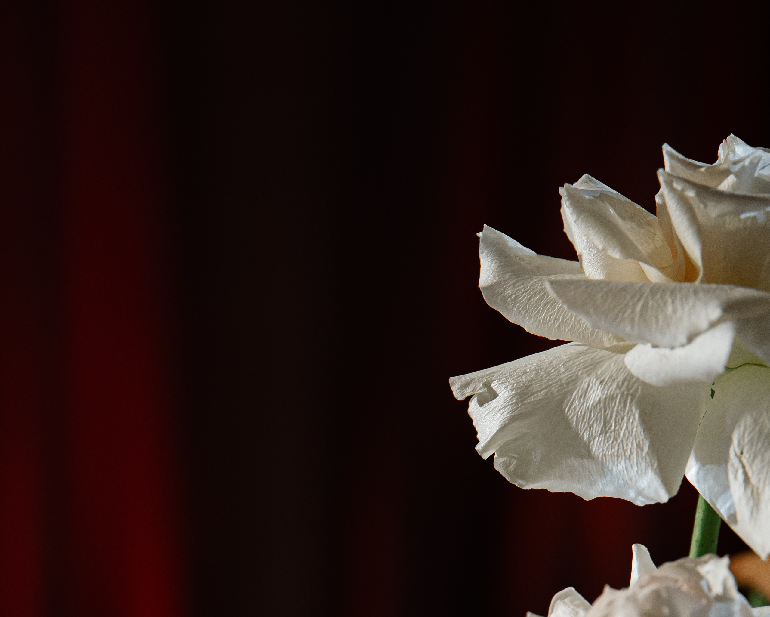 «От зари до зари». Свадебный фотограф Катерина Корнева Красноярск