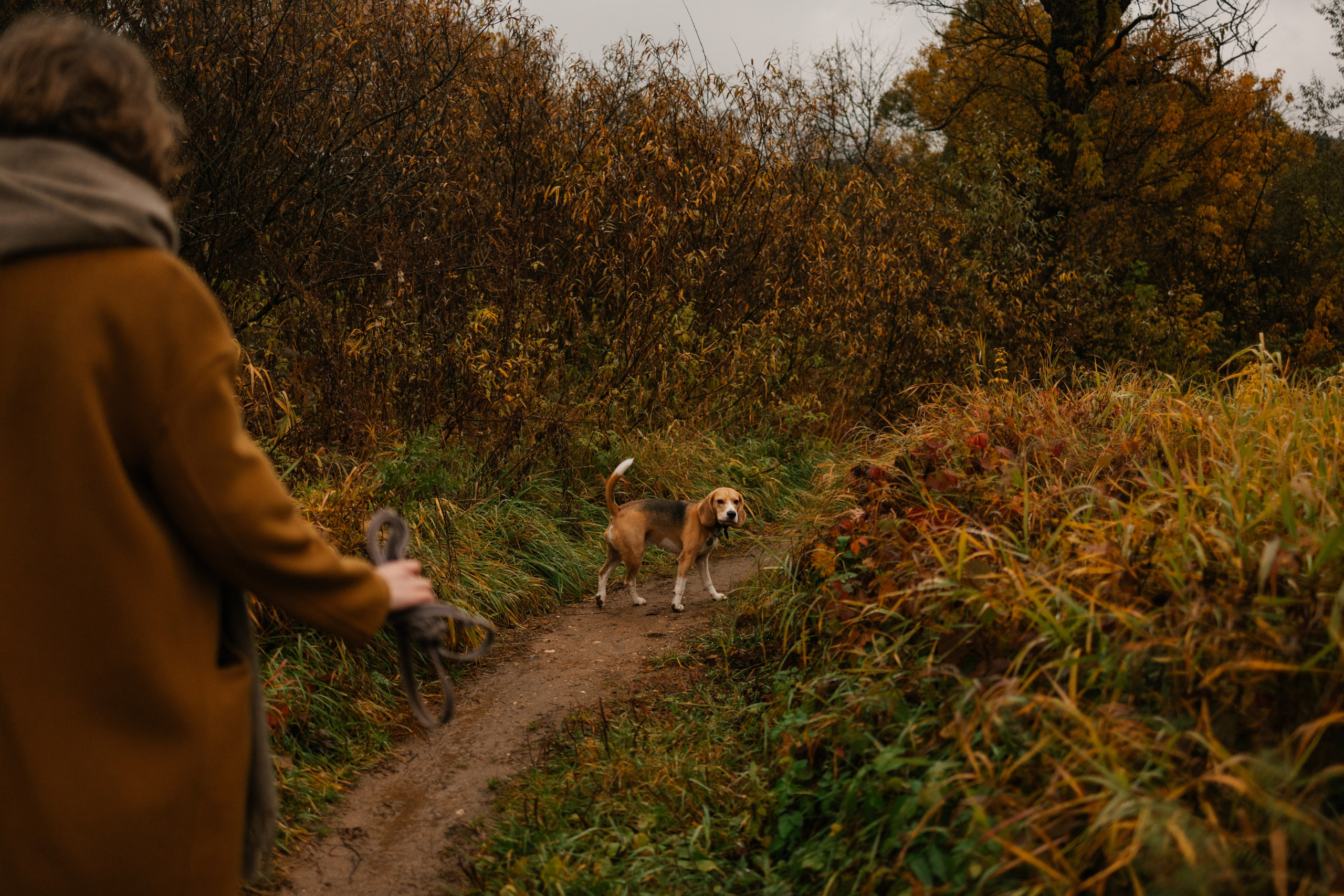 Лена и Тайгер. Фотограф — Анималист | Санкт-Петербург