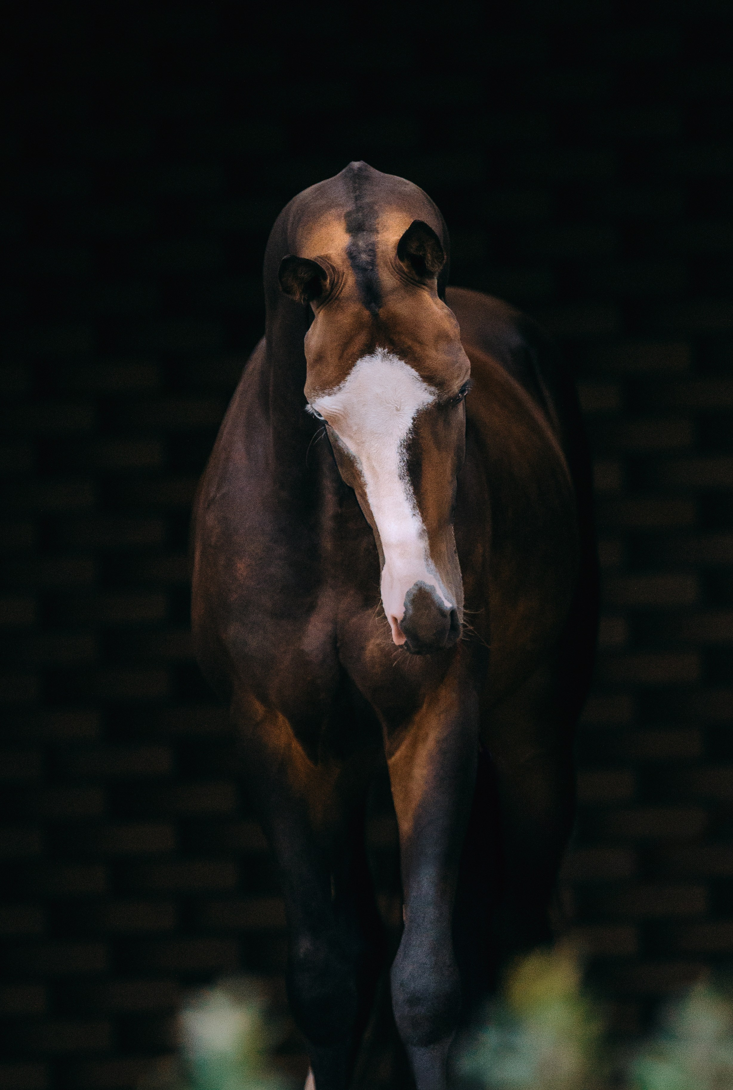 На черном фоне. Фотограф-анималист Ксендзова Кристина
