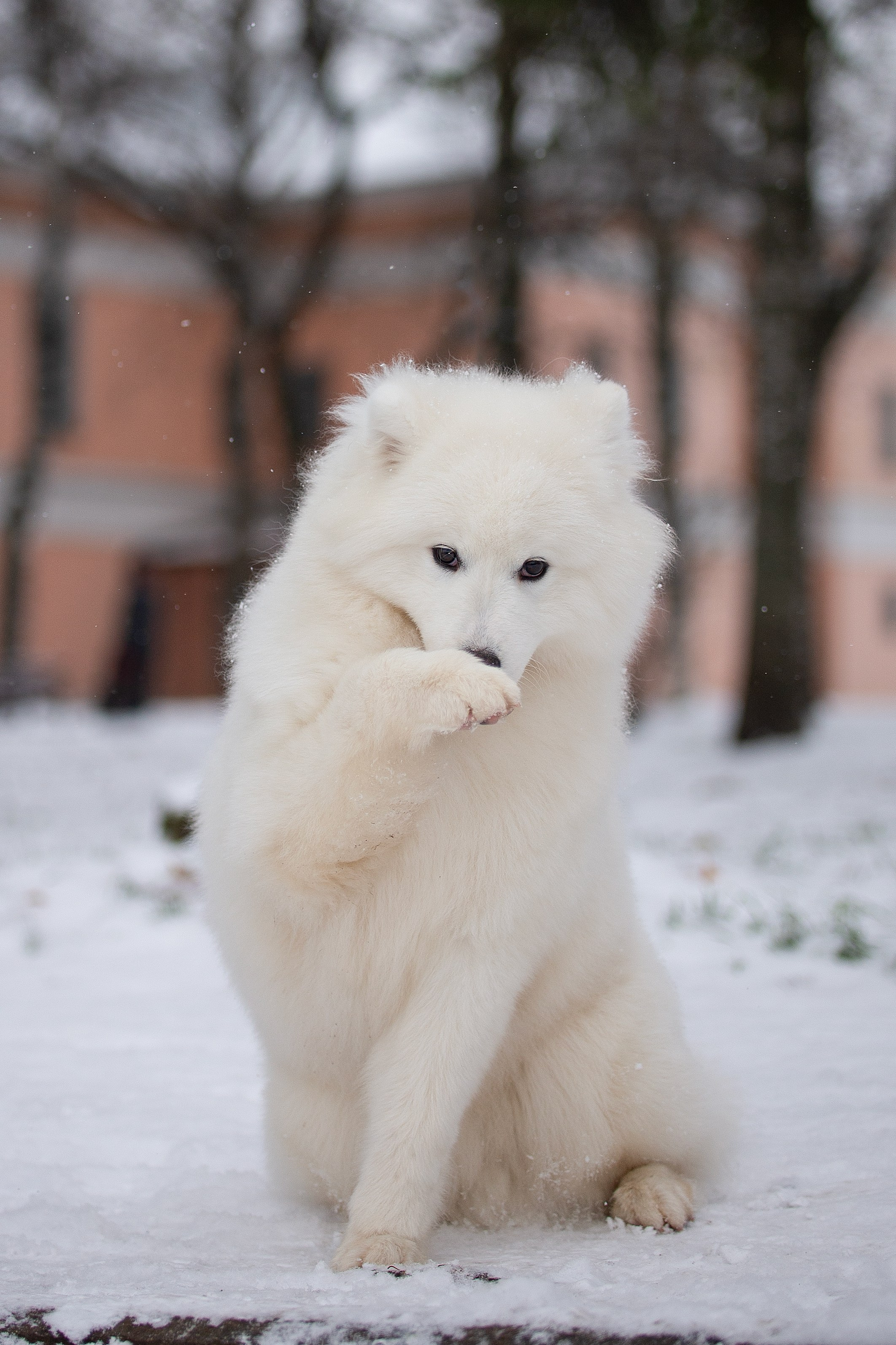 Собаки питомника Версаль. Творческий фотограф Вологда