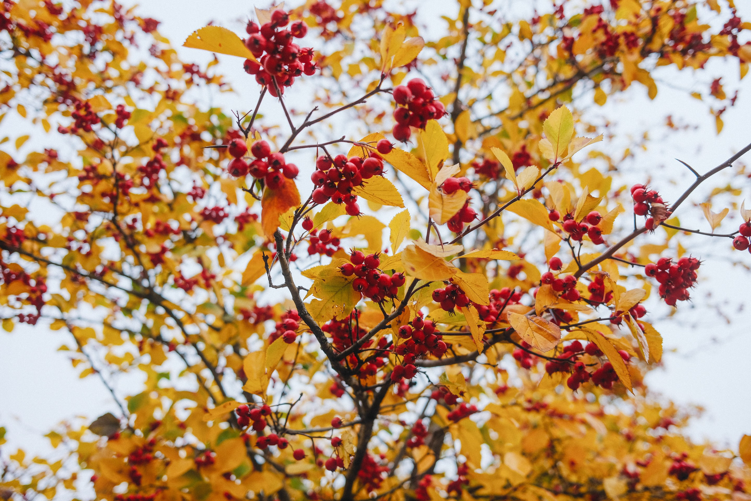 2022.10. Фотограф Алексей Алексеев