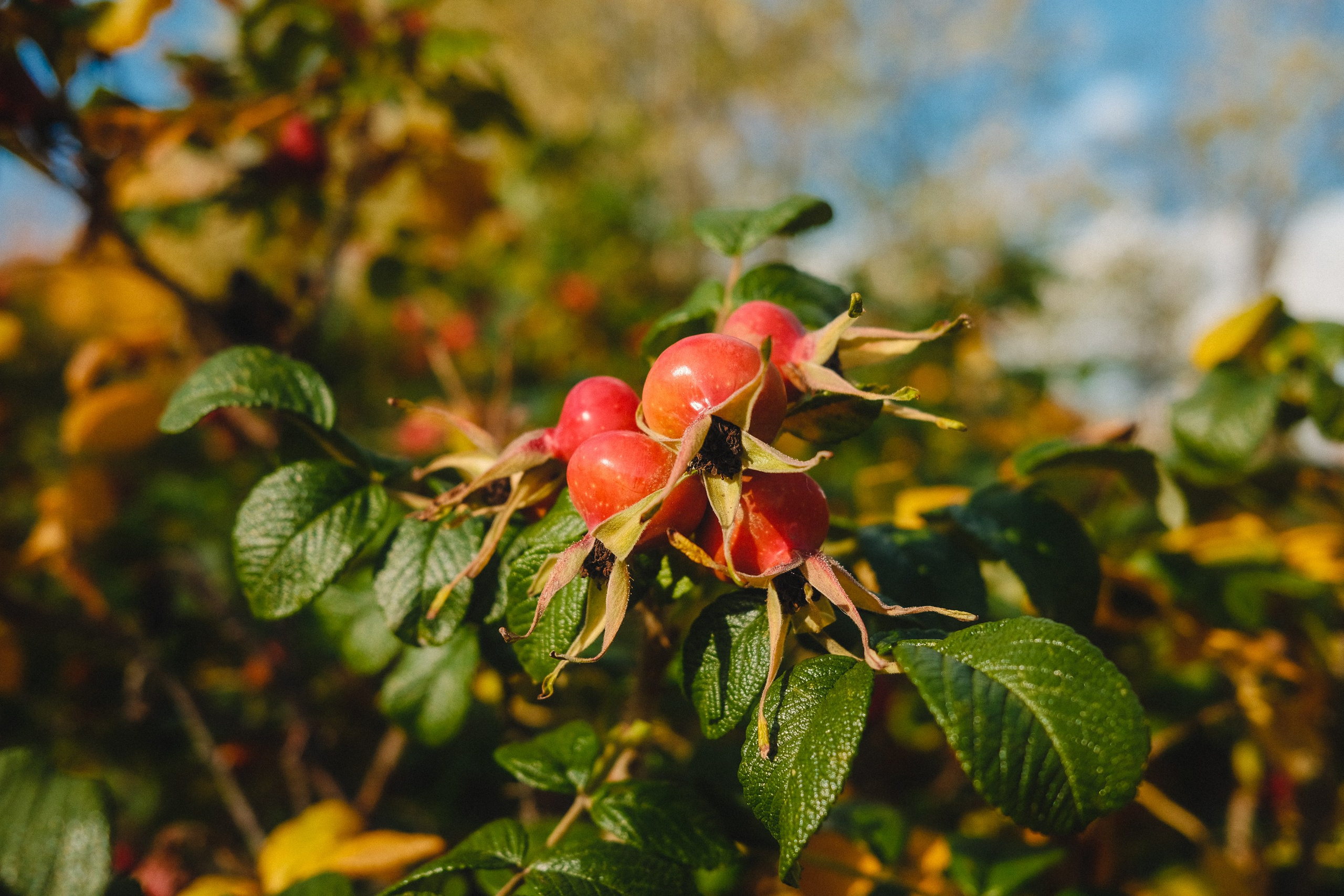 2022.10. Фотограф Алексей Алексеев