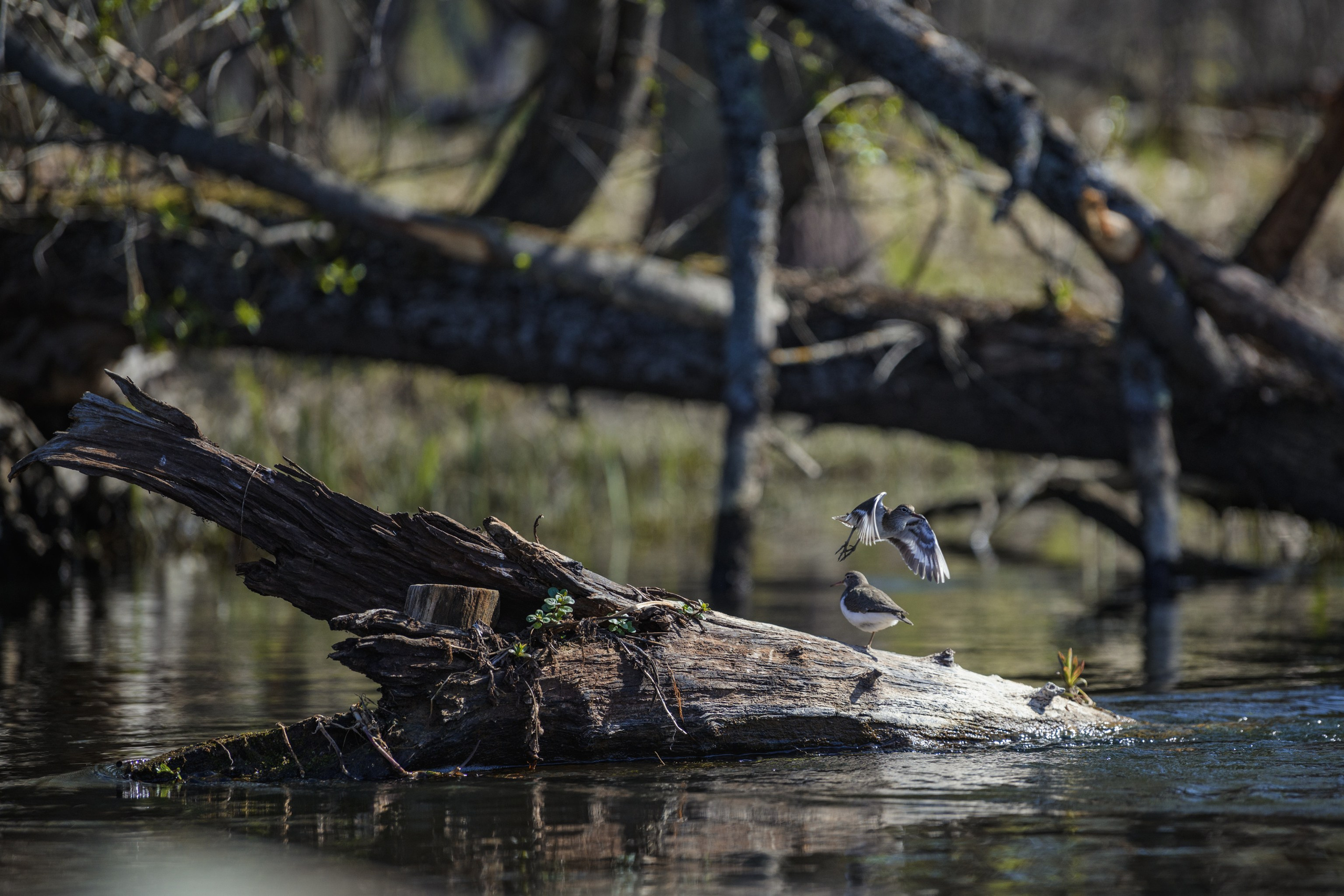 Водный поход 1-й кс по реке Случь. Репортажный фотограф Владимир Беляй