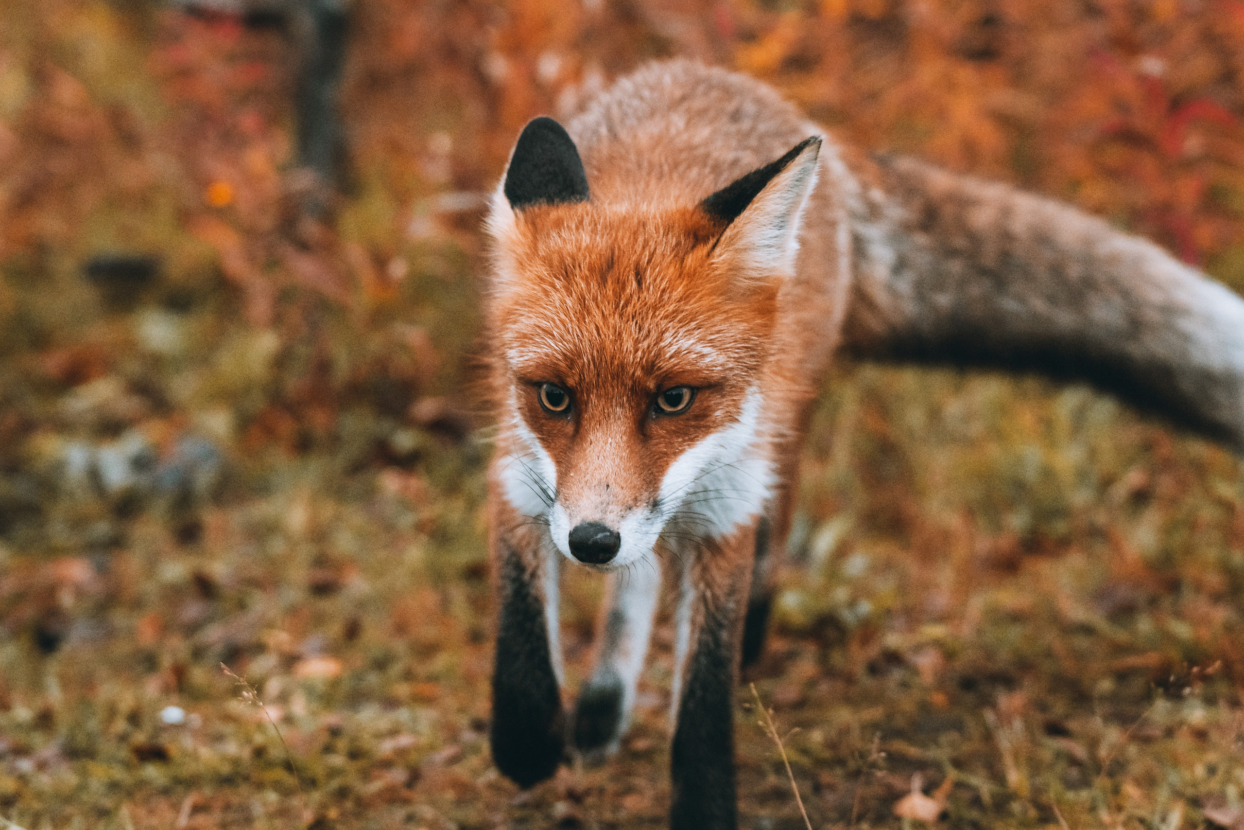 СЕВЕР. Event фотограф Степанова Александра