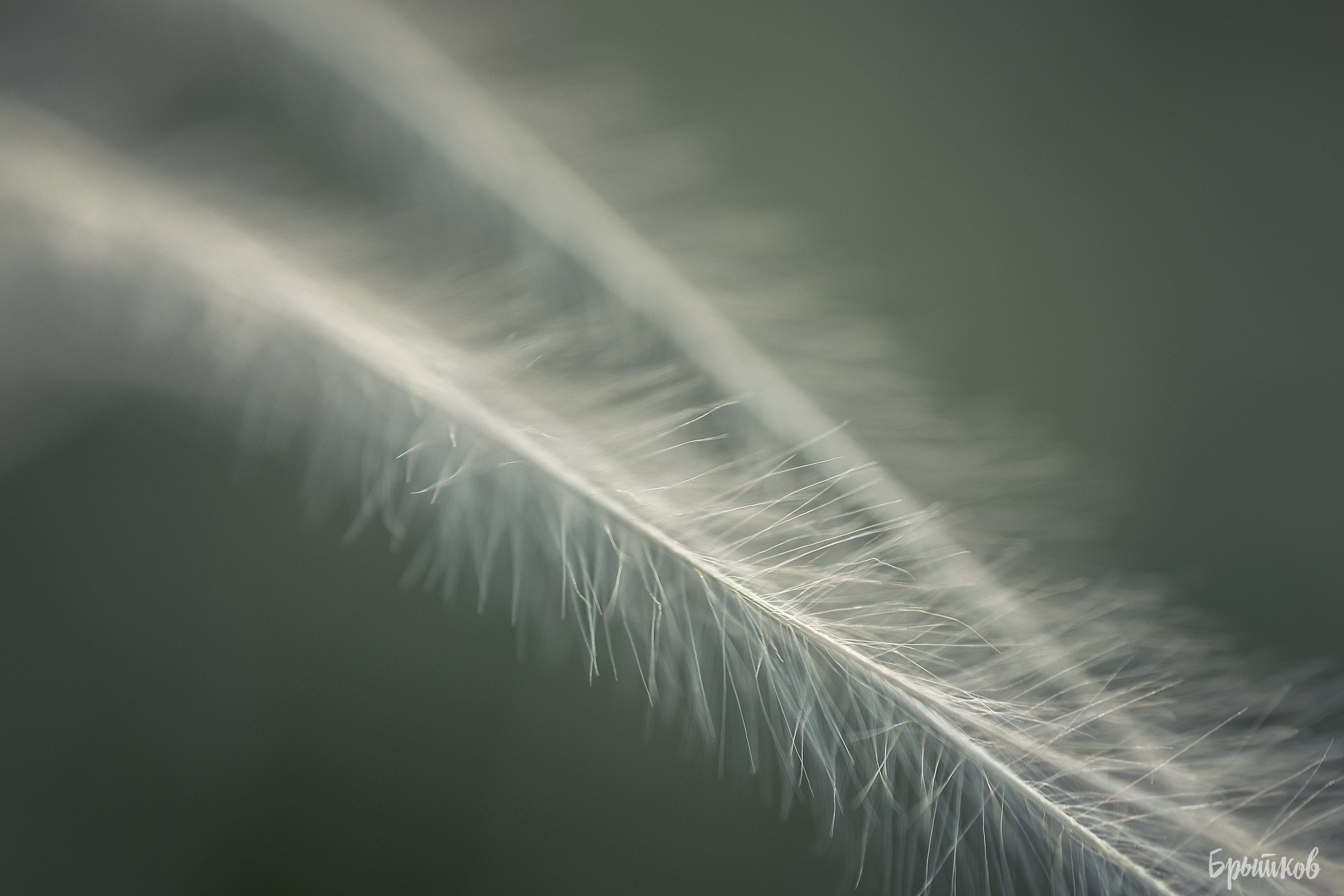 Поля. Ковыль. Николай Брытков — фотограф в Туле