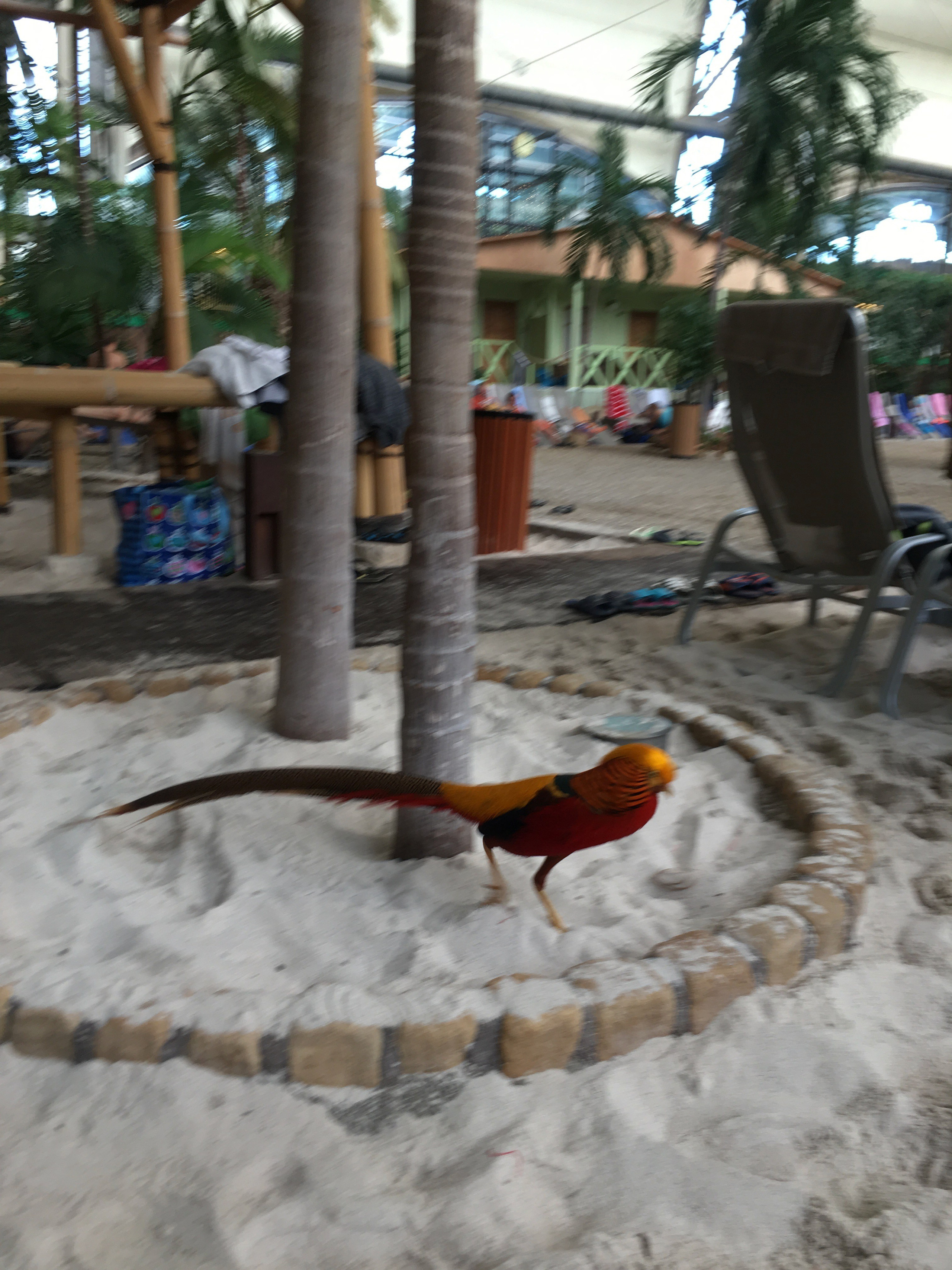 ТропикалАйланд. Своя Мастерская