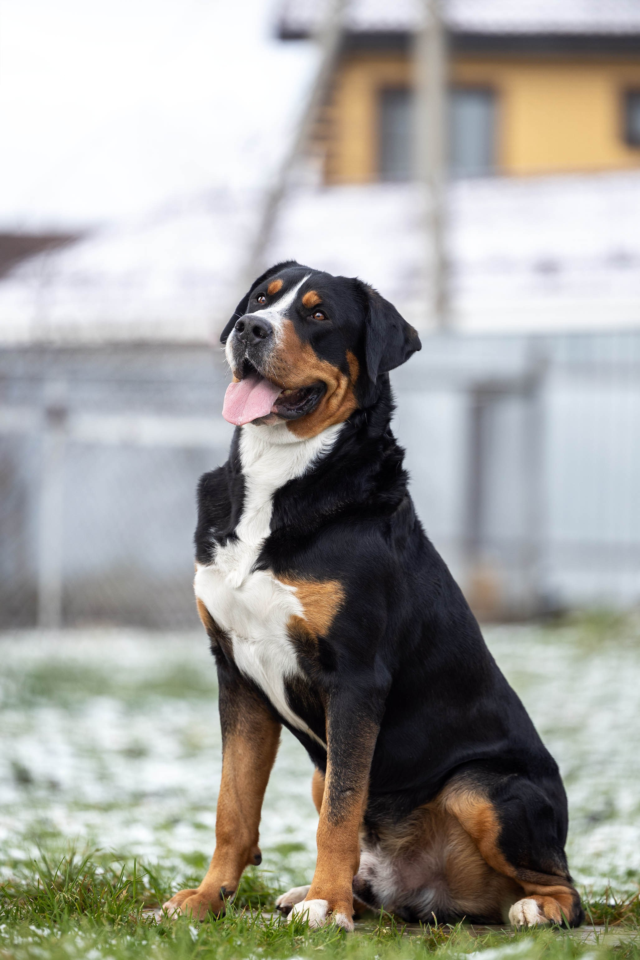 Sozvezdie Zennenhundov Markus (Маркус). Питомник Больших Швейцарских Зенненхундов в Калужской области / Москва