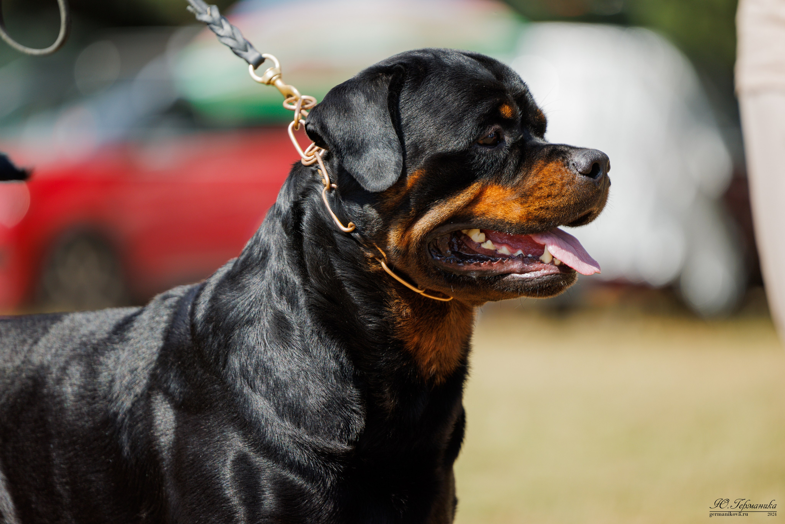 ПК и КЧК ротвейлеры Тверь 6-7.07.2024. Фотограф-анималист Юлия Германика