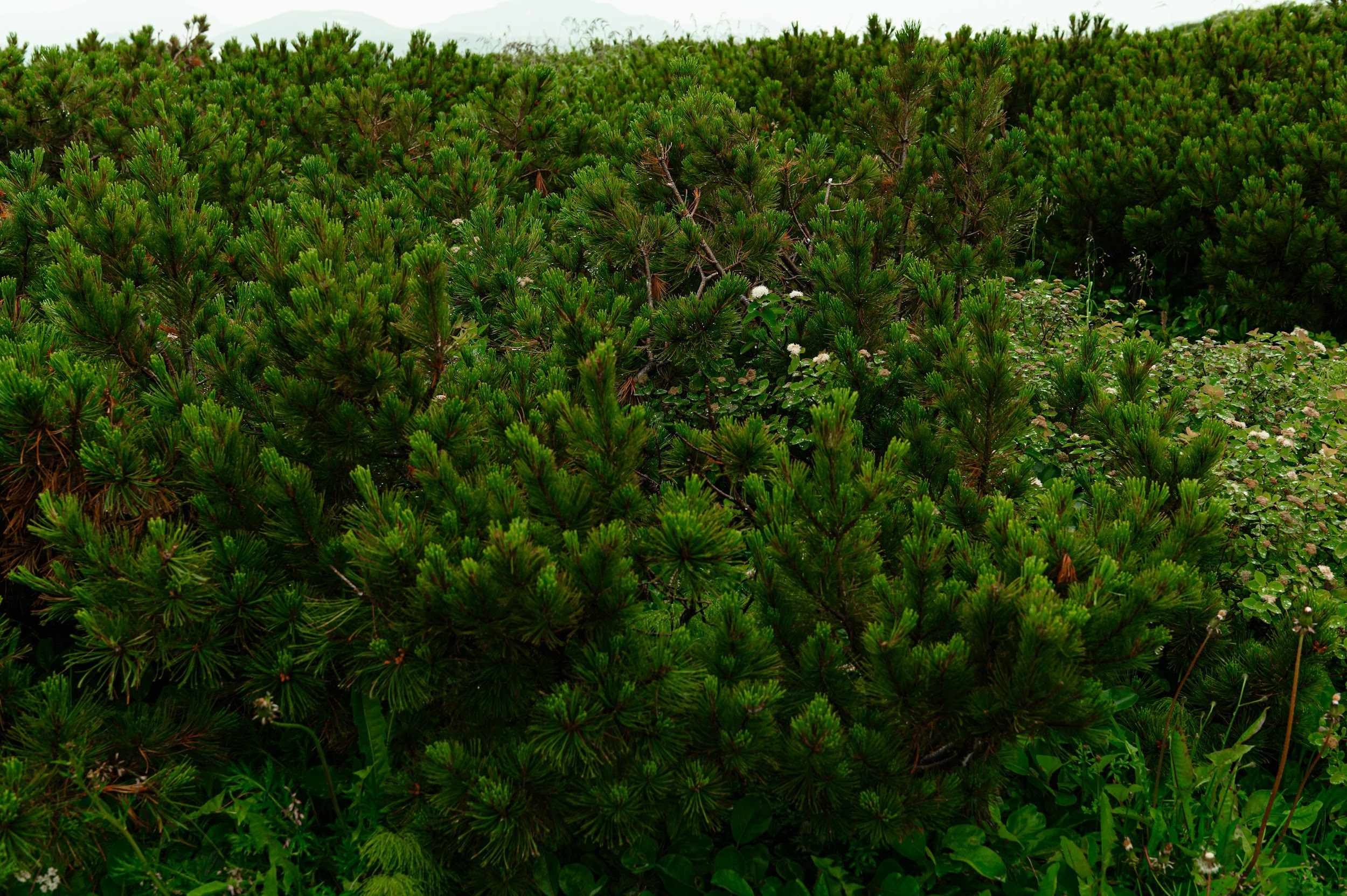 Камчатка 08.2024. Фотограф Марина Росси