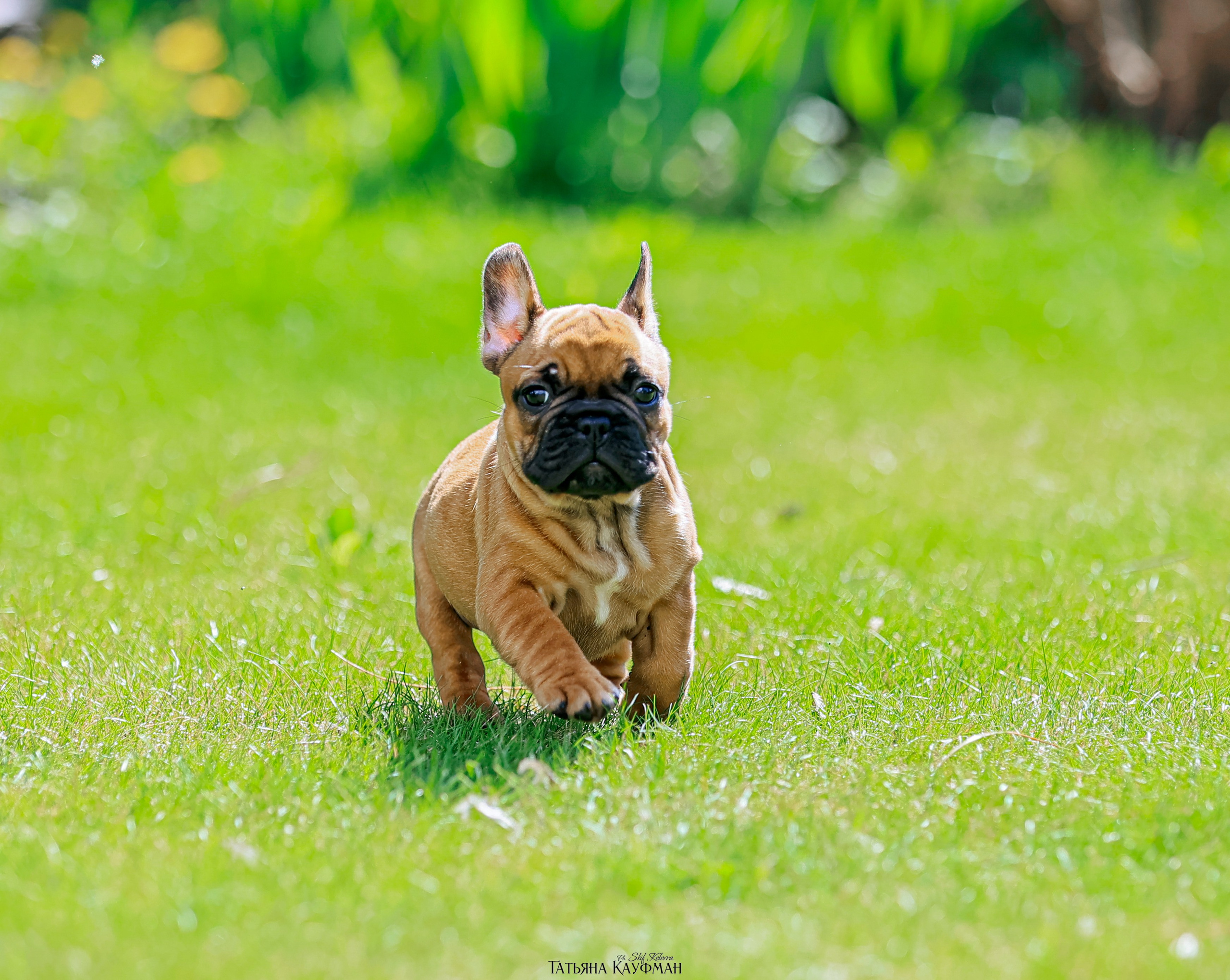 Французский бульдог, фотография французского бульдога, щенки бульдога, щенки французского бульдога, красивая собака, фотограф анималист, фотокурс Анималистика, научиться фотографировать собак, фотограф Новосибирск