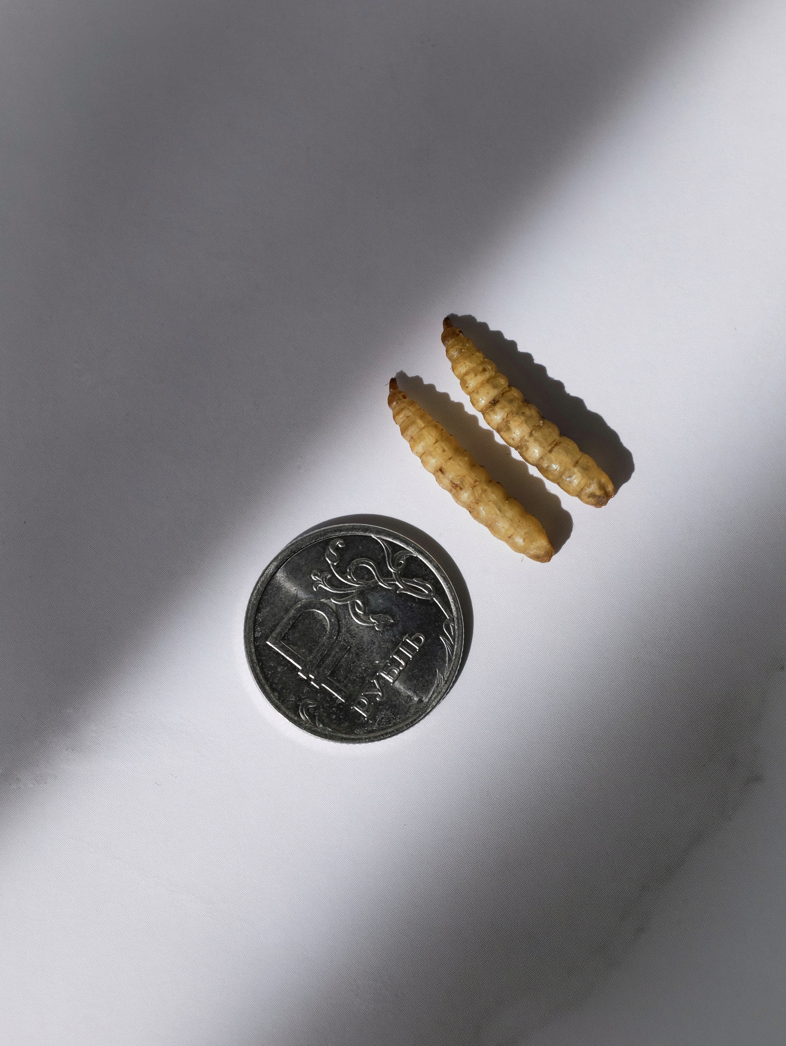 Корм для животных. Алёна Стерхова — Предметный и портретный фотограф. Ижевск