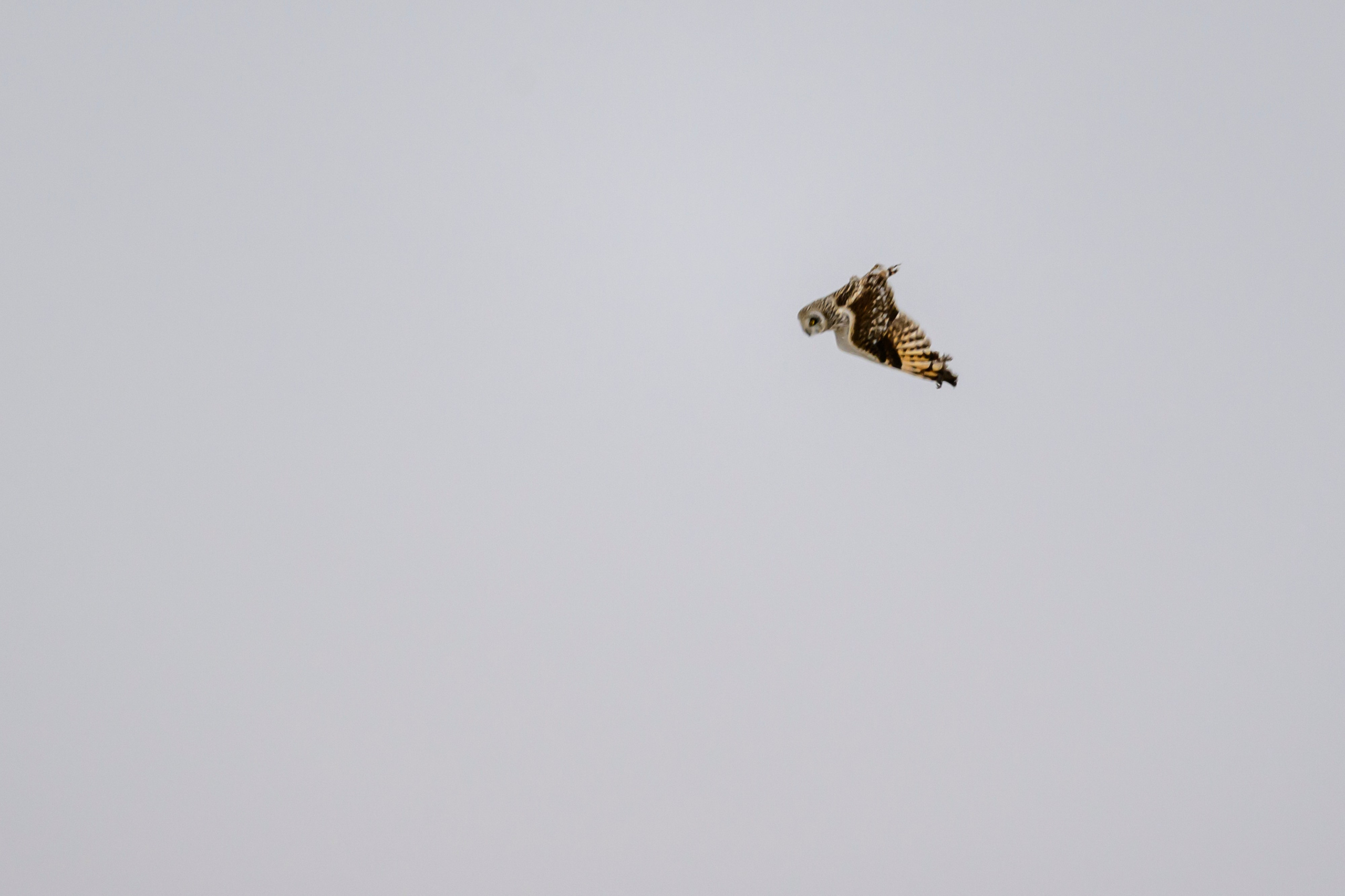 Болотная сова. Wildlife photography by Sergey Puponin