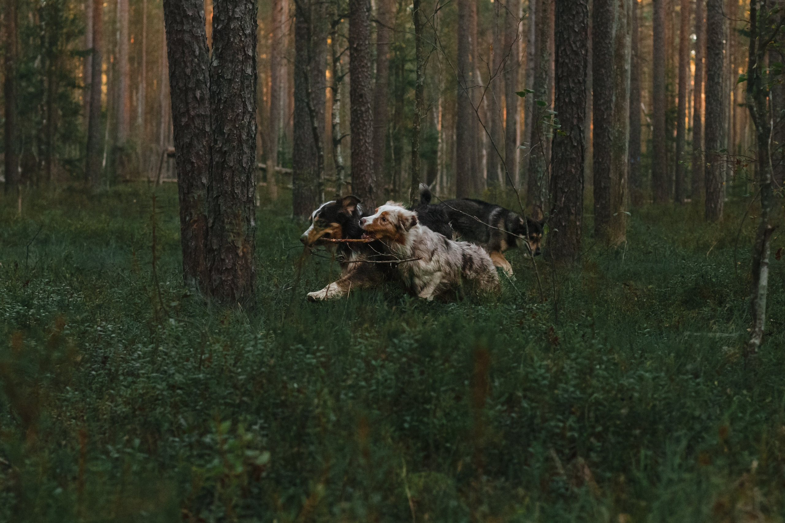 Фотопрогулка в Ленобласти. Фотограф-анималист Татьяна Степанова