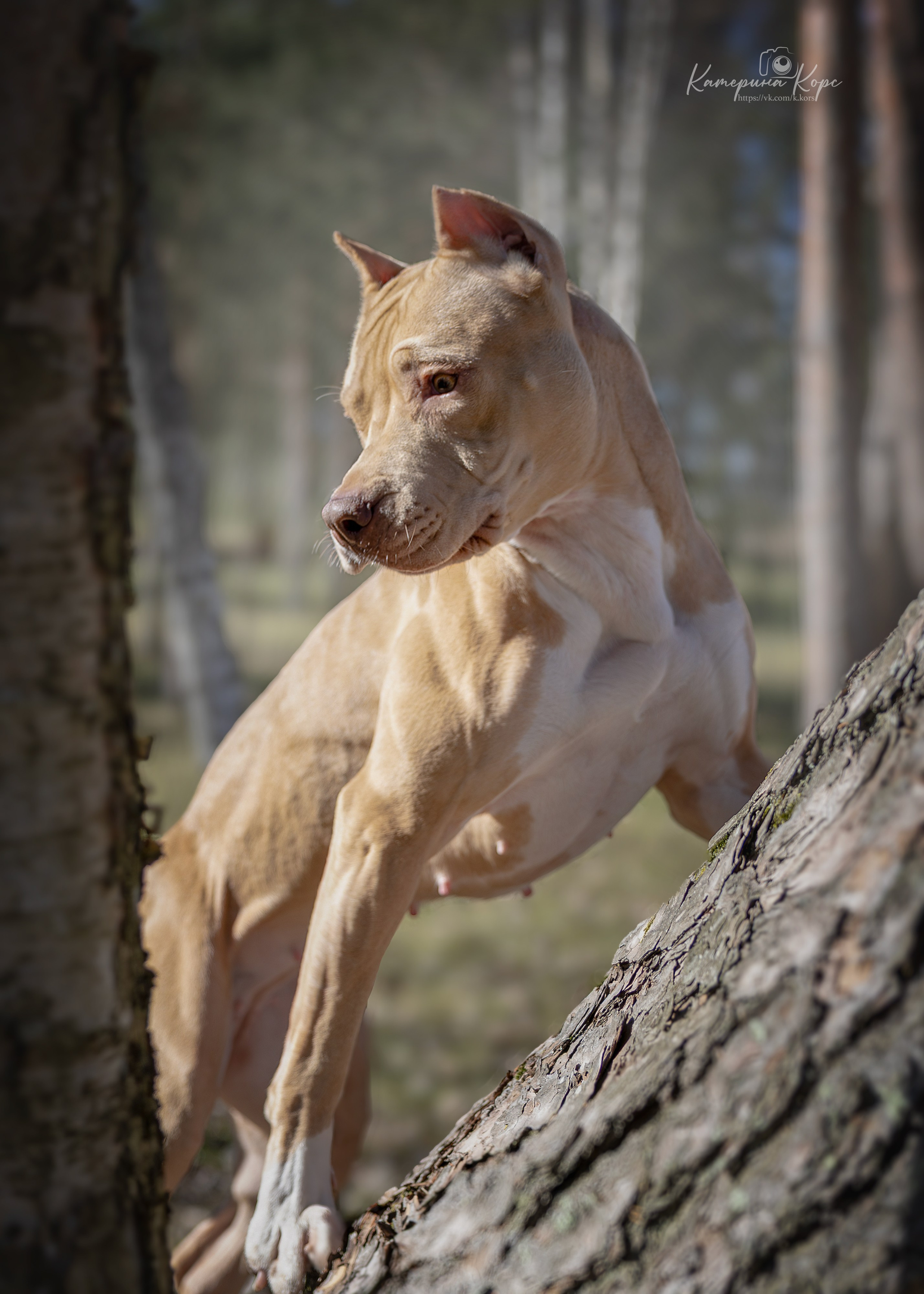 АПБТ Нарния. Главная