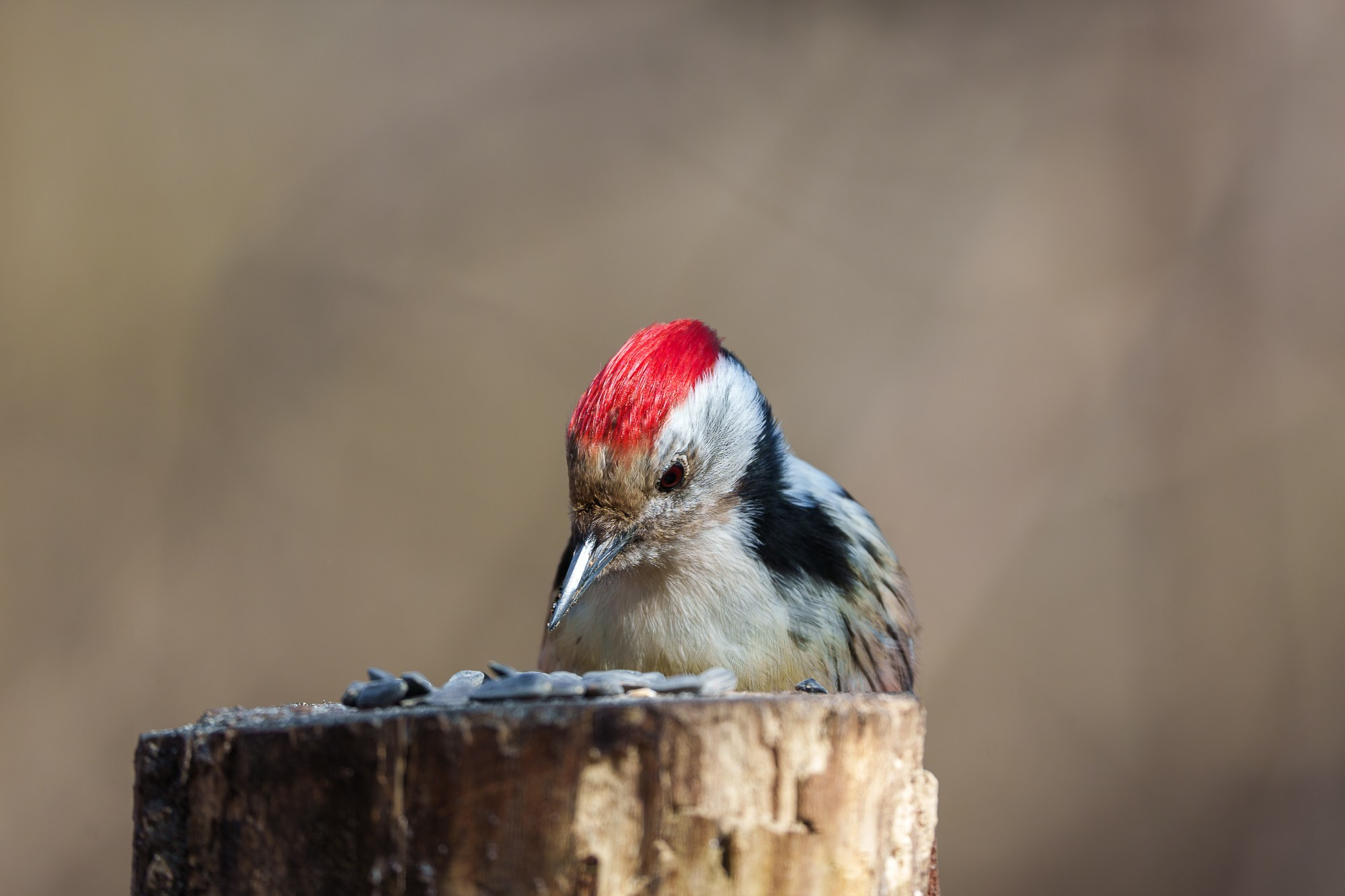 Удивительные мир птиц. Вокруг нас столько прекрасного — присмотритесь!. Ваш личный фотограф Марина Волкова