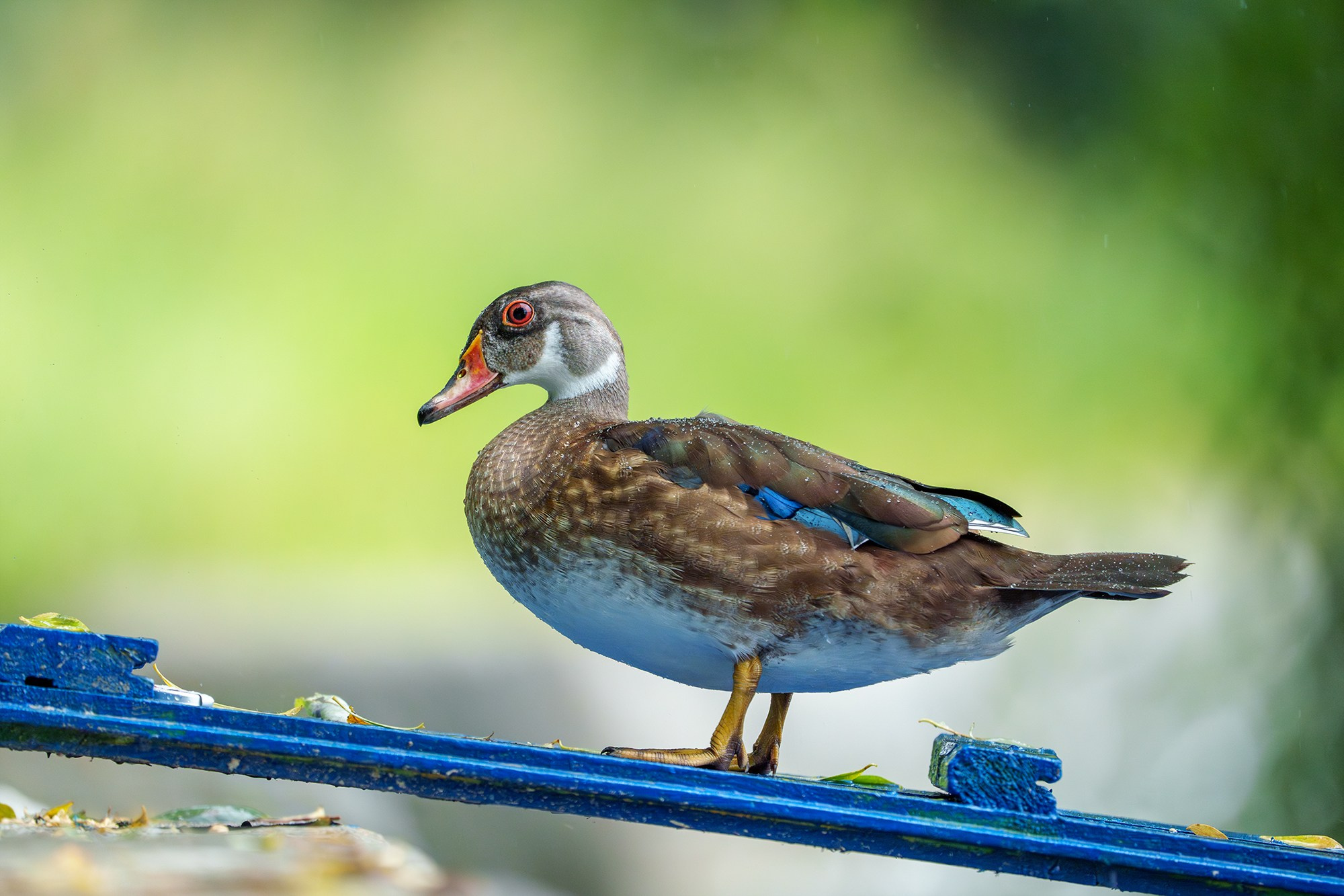 Удивительные мир птиц. Вокруг нас столько прекрасного — присмотритесь!. Ваш личный фотограф Марина Волкова
