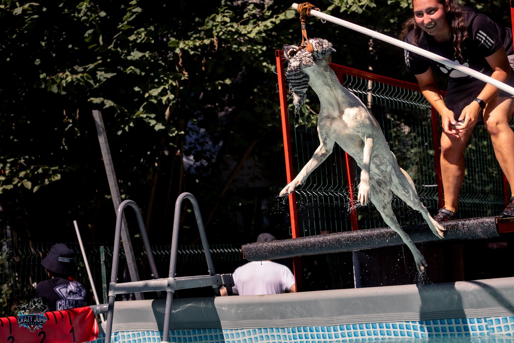 Собаки, спорт, Док дайвинг. Свадебный и репортажный фотограф в Москве и Московской области