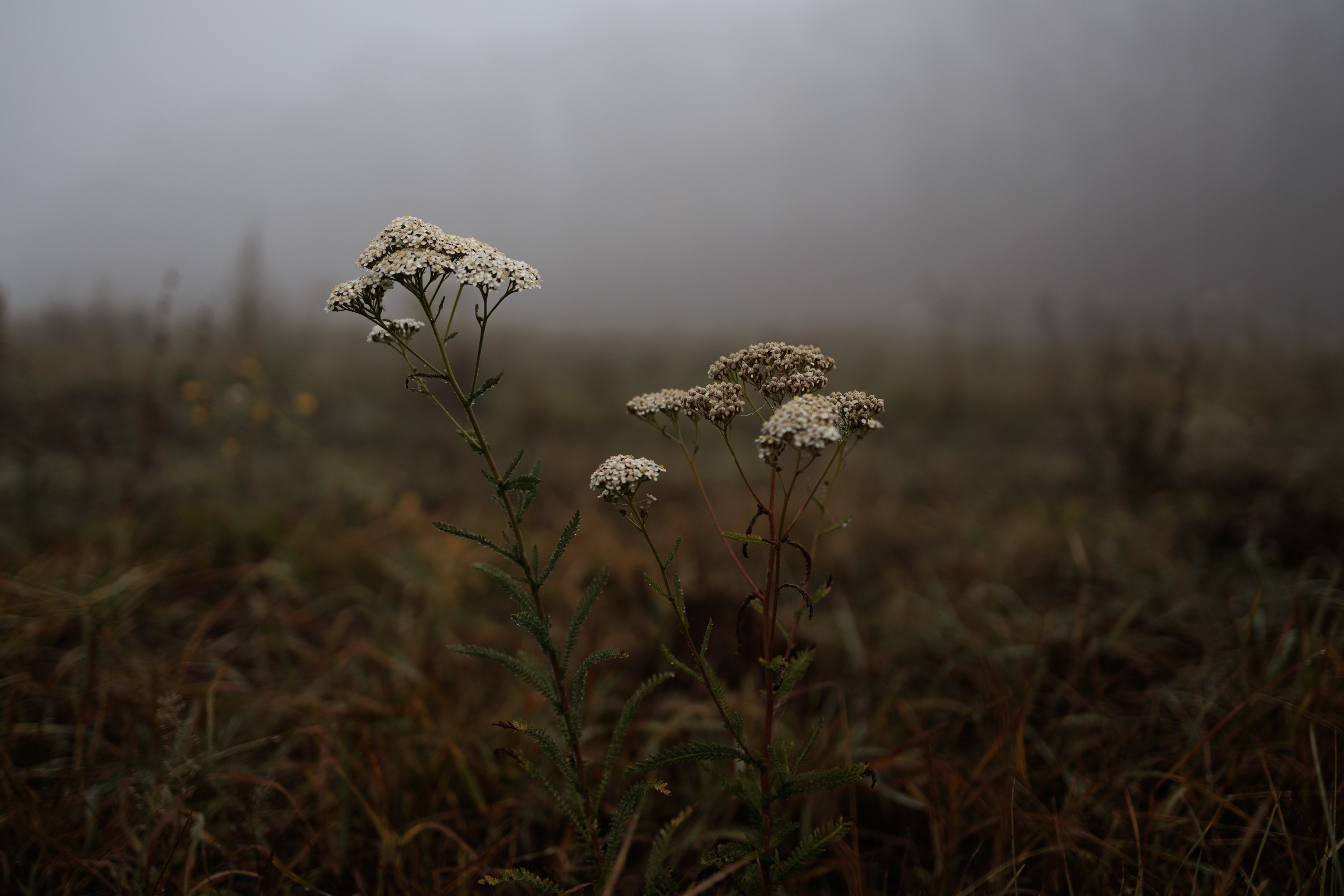 В туманном лесу. Семейный фотограф в Белгороде