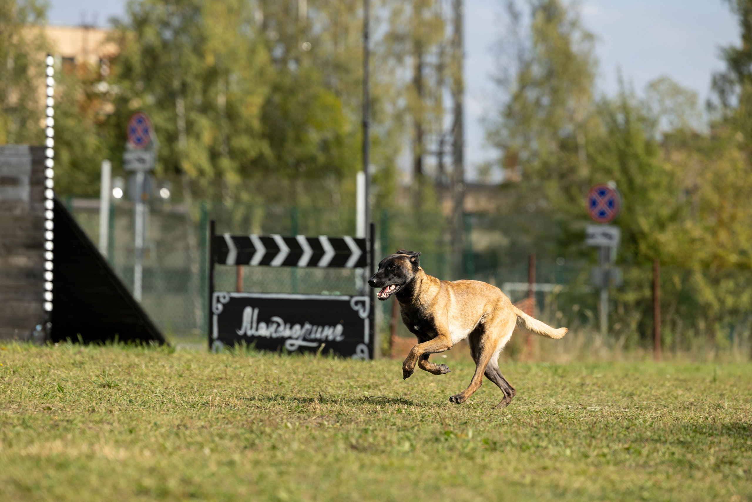 Испытания по Мондьорингу г. Пушкин. Фотограф-анималист Анна Маринич
