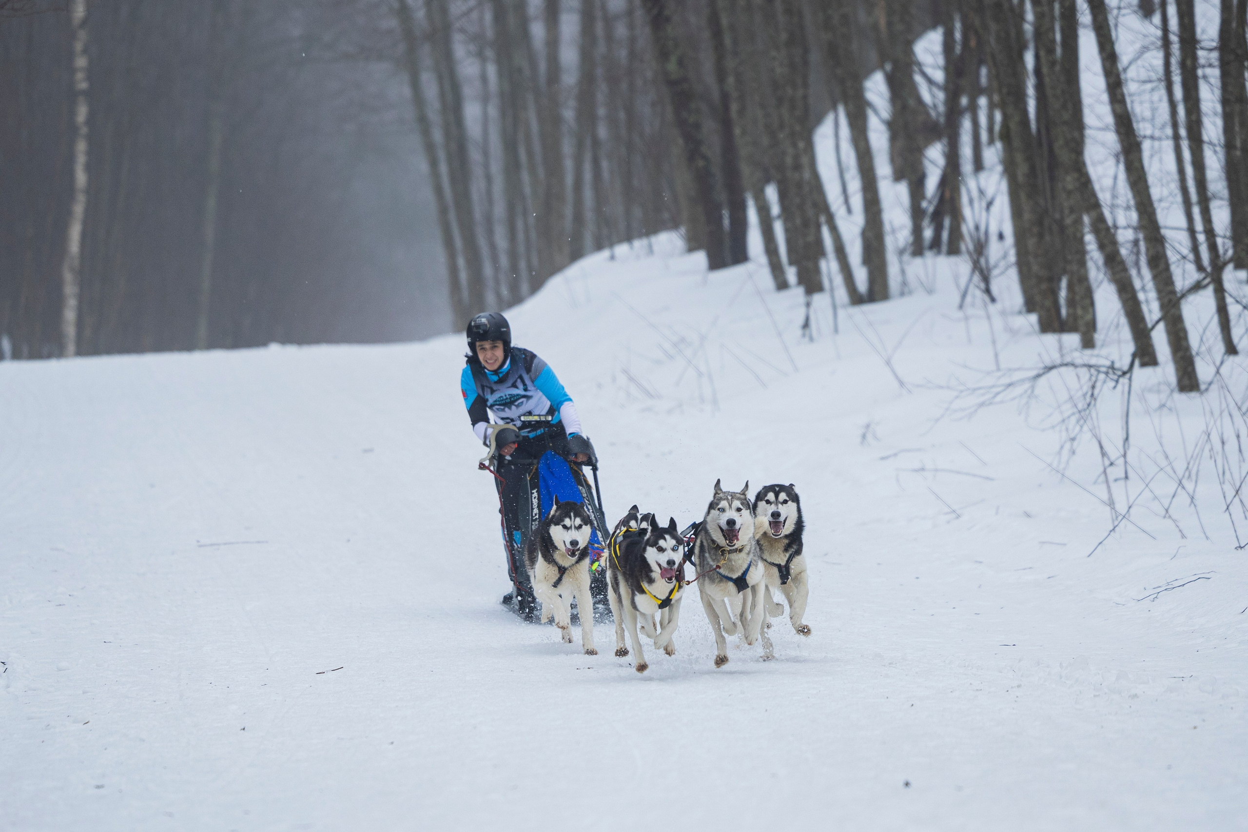 Зимний Чемпионат Санкт-Петербурга по ездовому спорту. Фотограф-анималист Анна Маринич