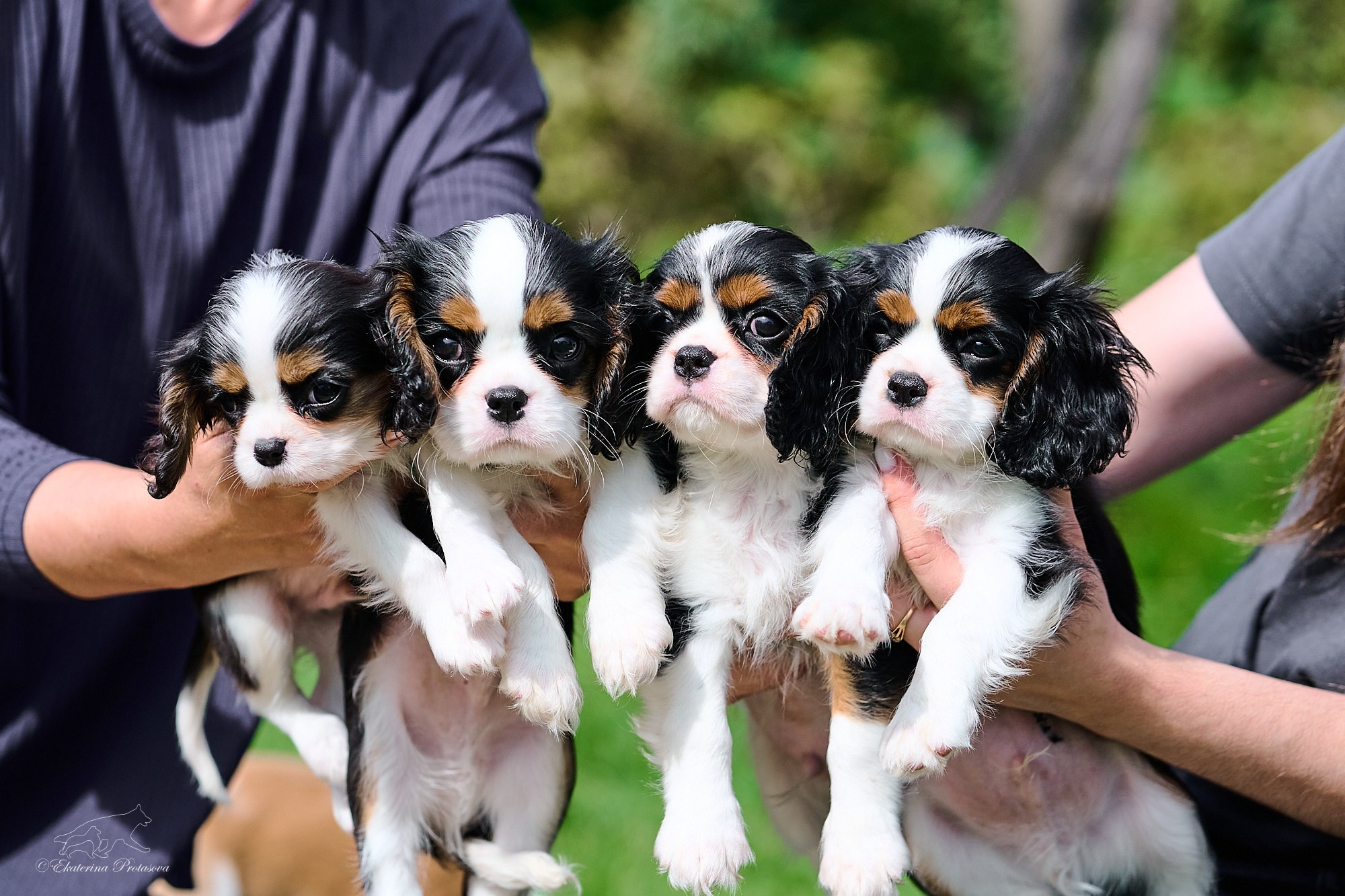 Кавалерчики. Фотограф-анималист в Иркутске