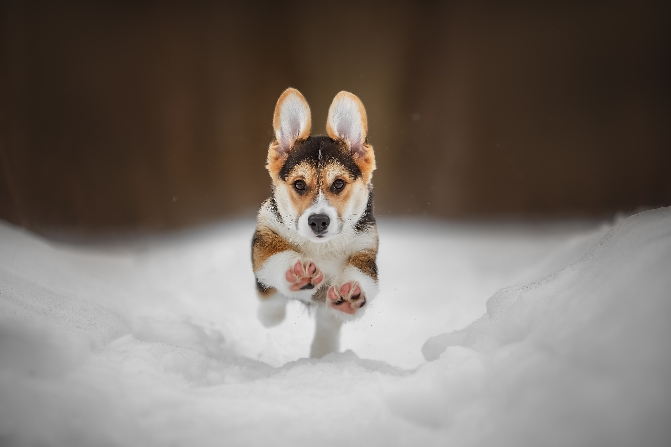 Анималистика. Репортажный фотограф Мария Мадзик