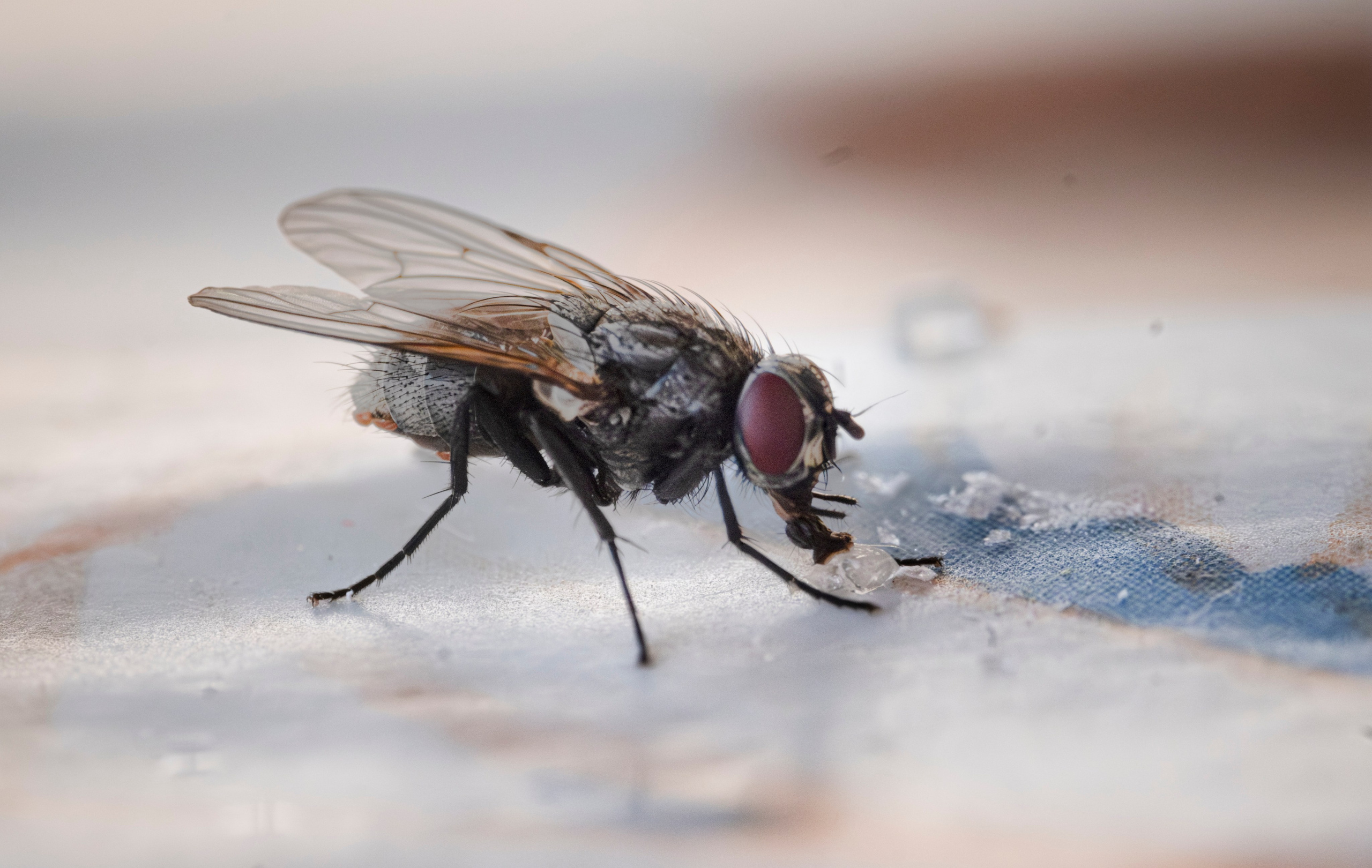 Макро жизнь. KRUTOVA_фотографирую жизнь