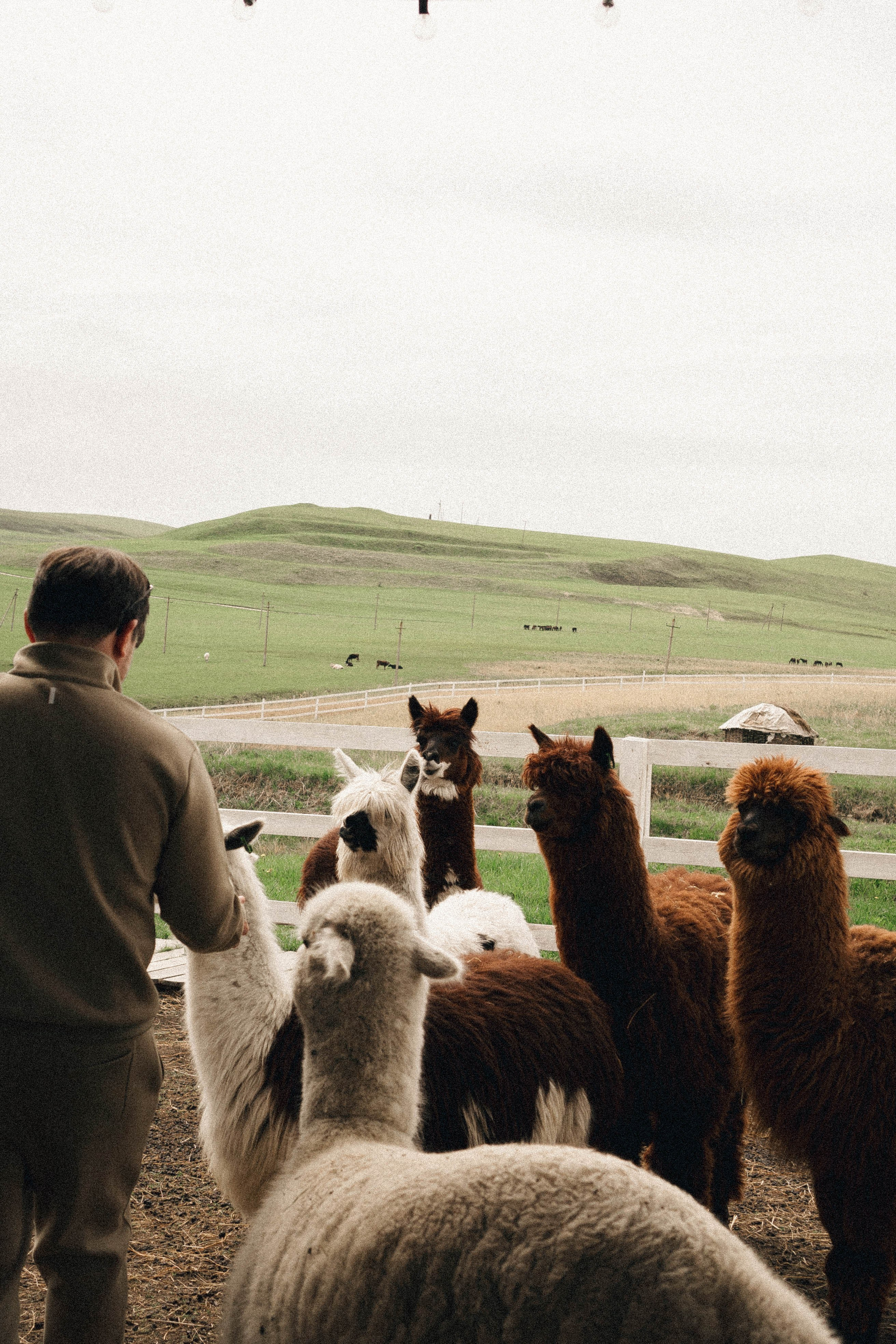 Ферма Альпак. Профессиональный фотограф, Санкт-Петербург — Виктория Богомолова